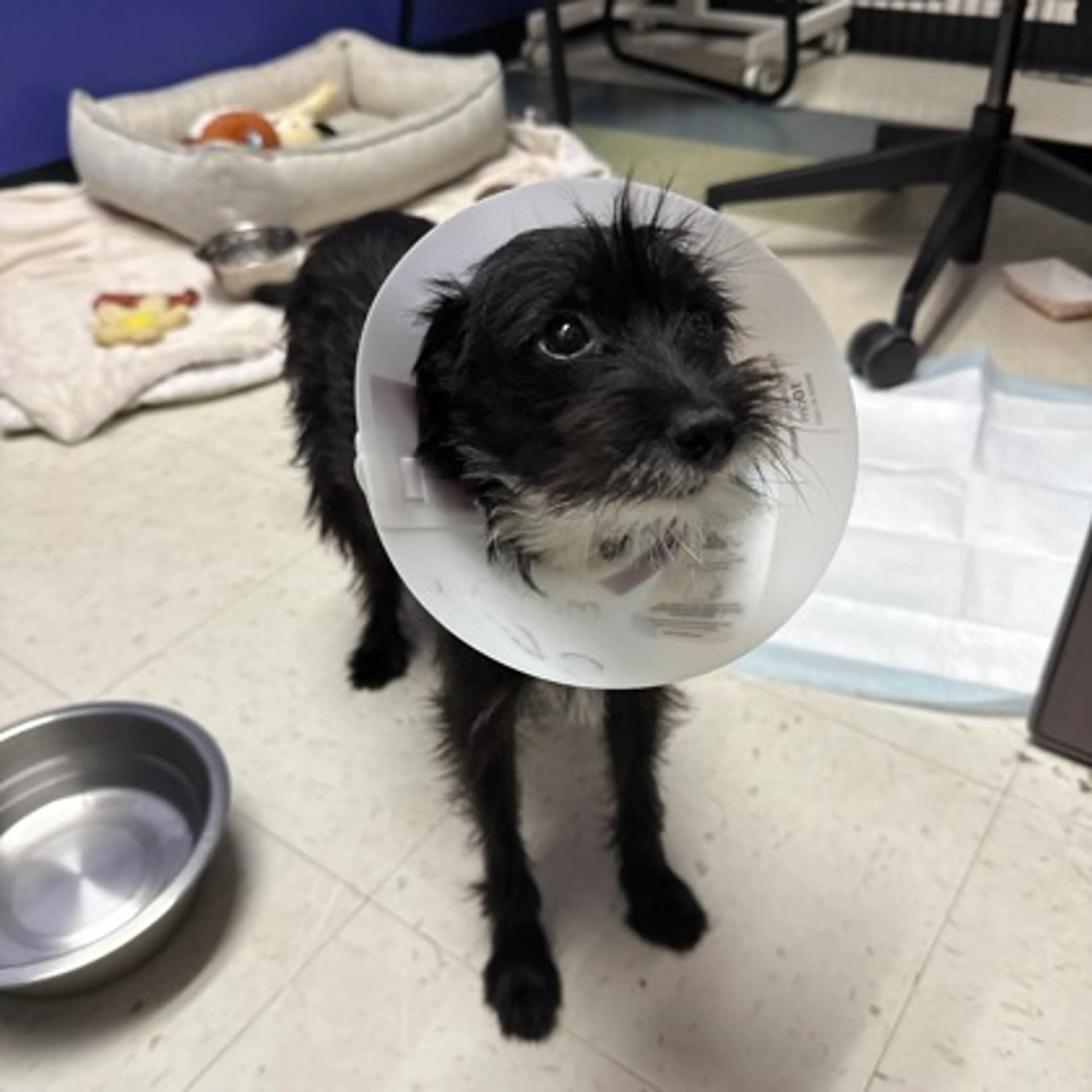 Found pet-2