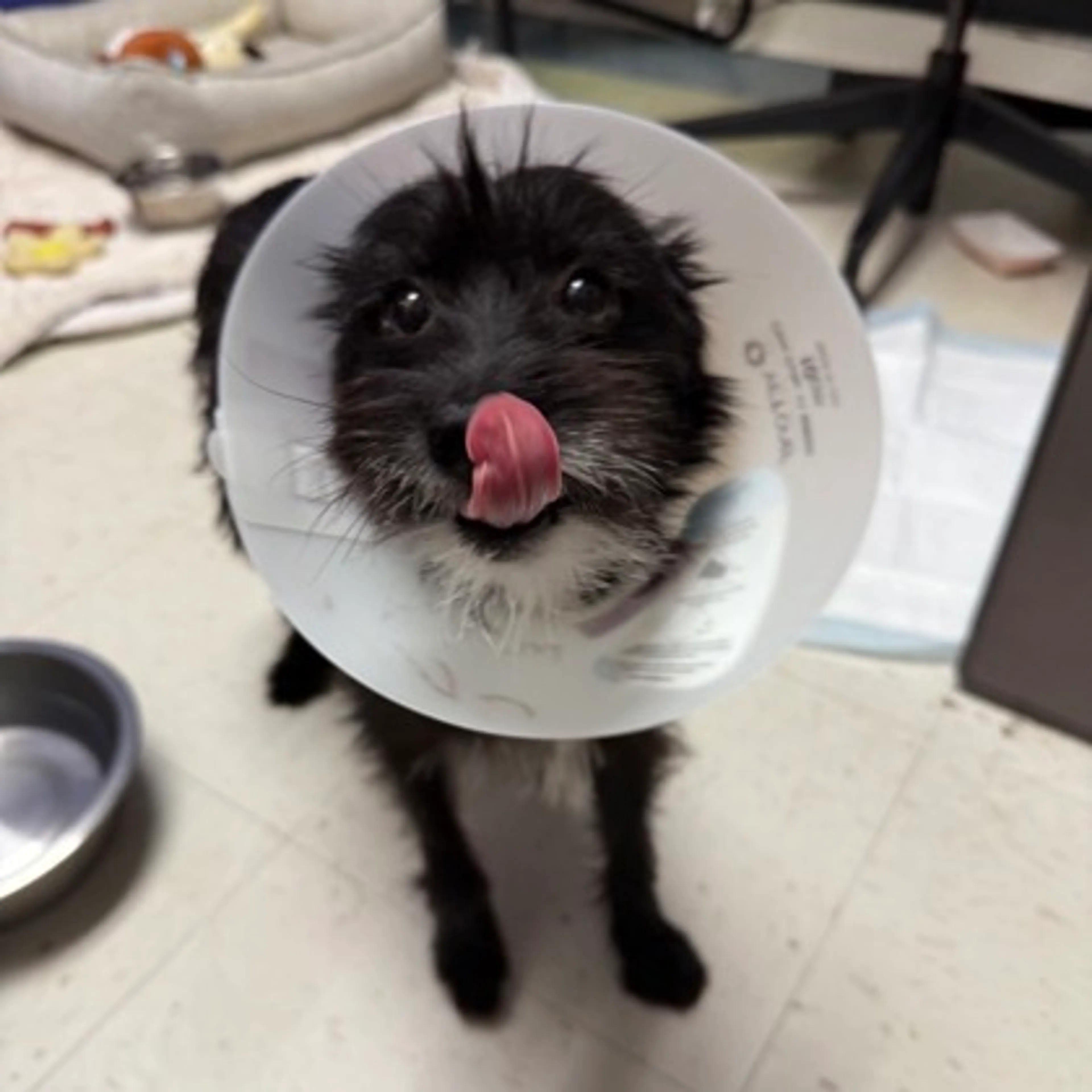 Found pet-1