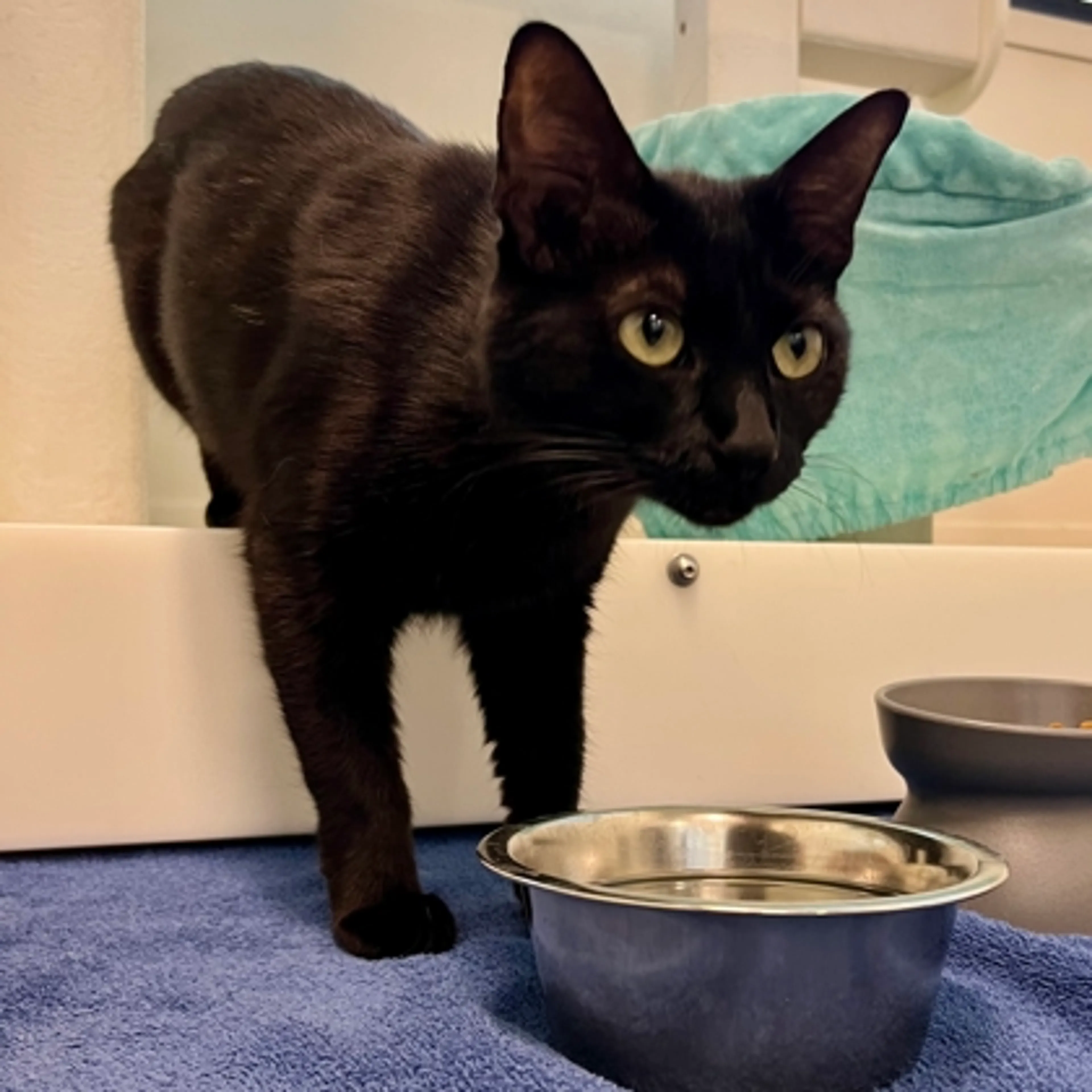 Found pet-1