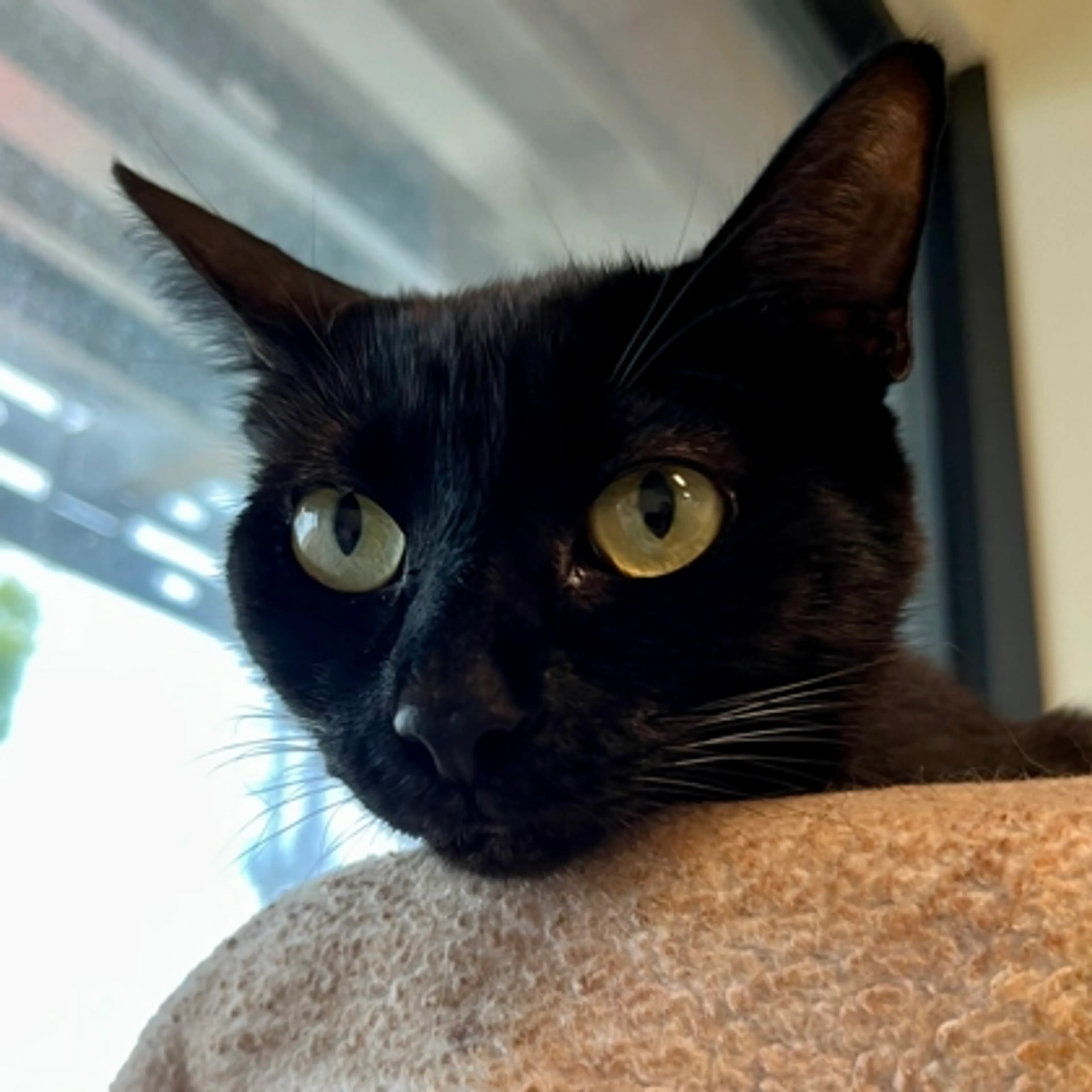 Found pet-2