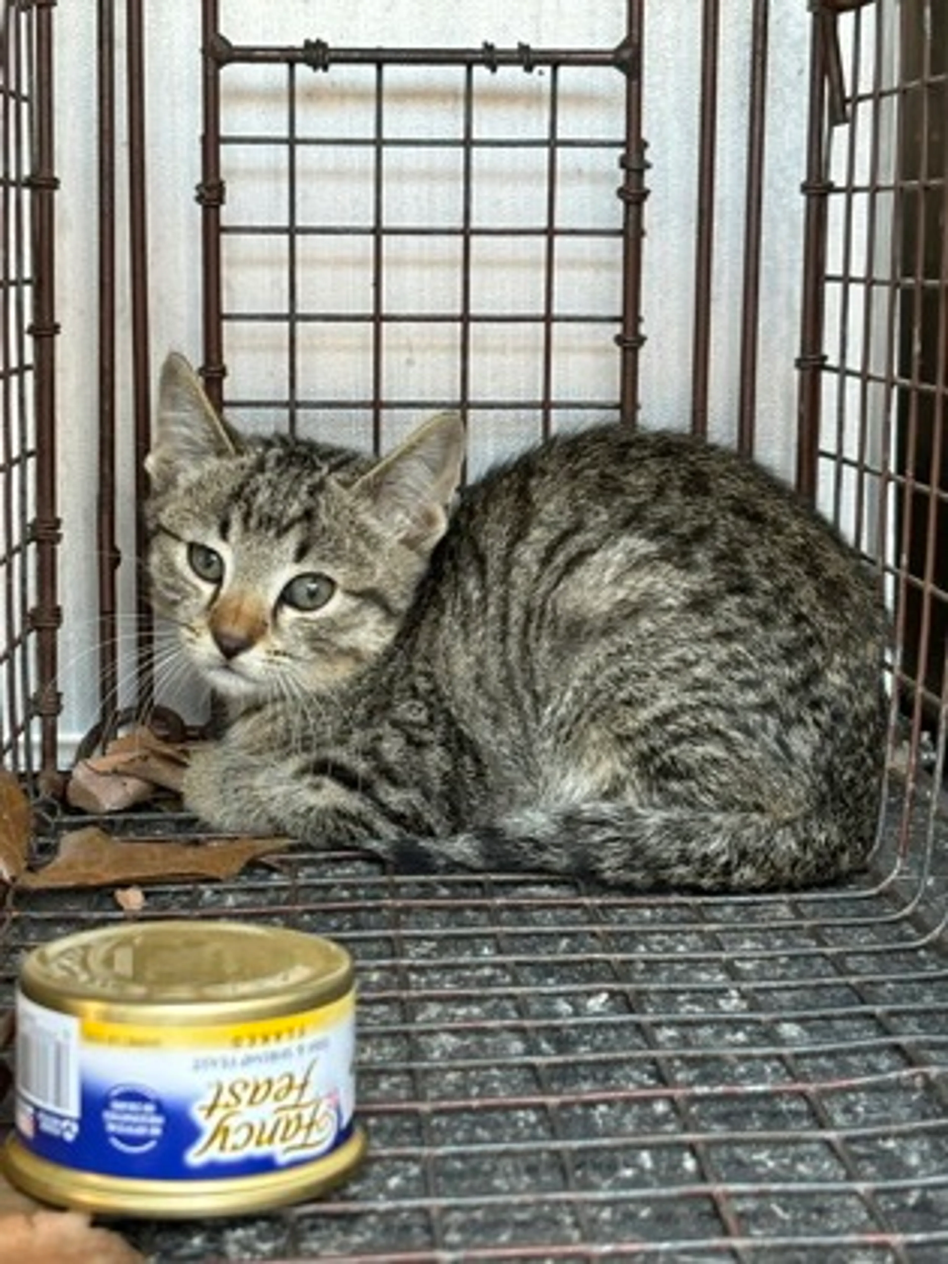Found pet
