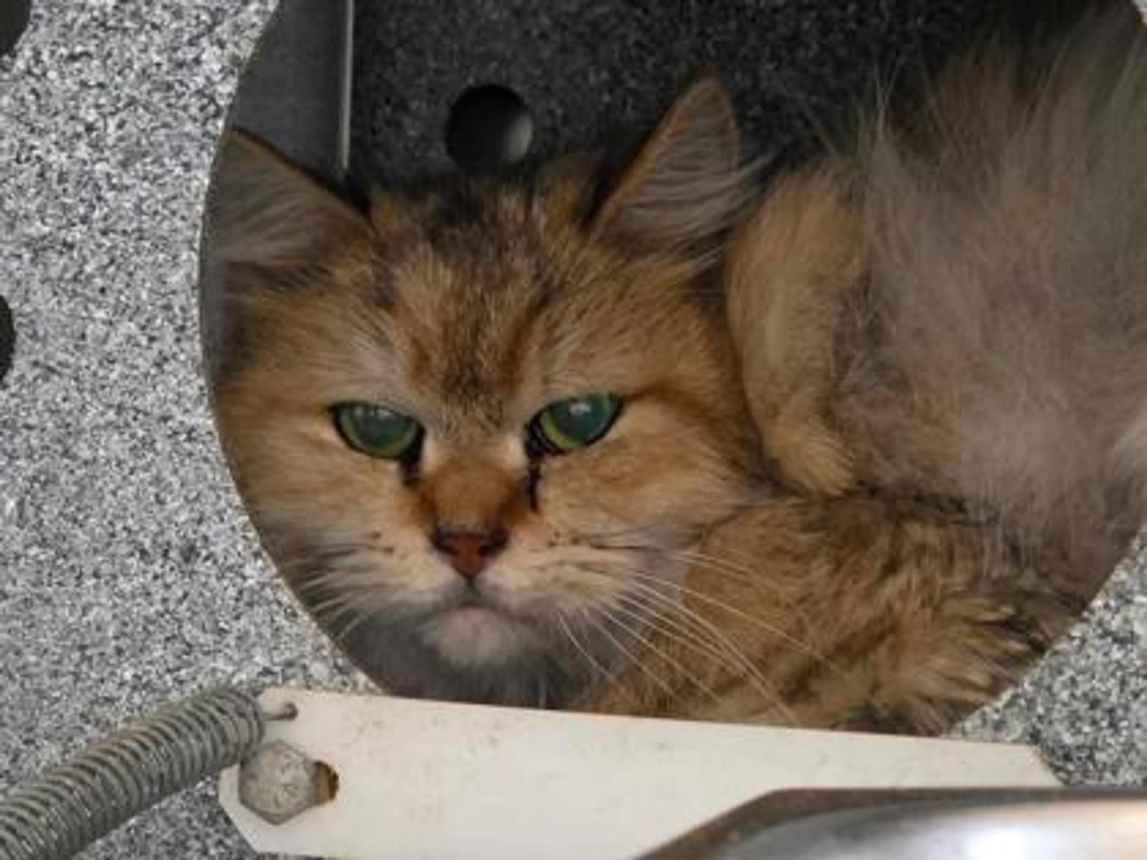 Found pet