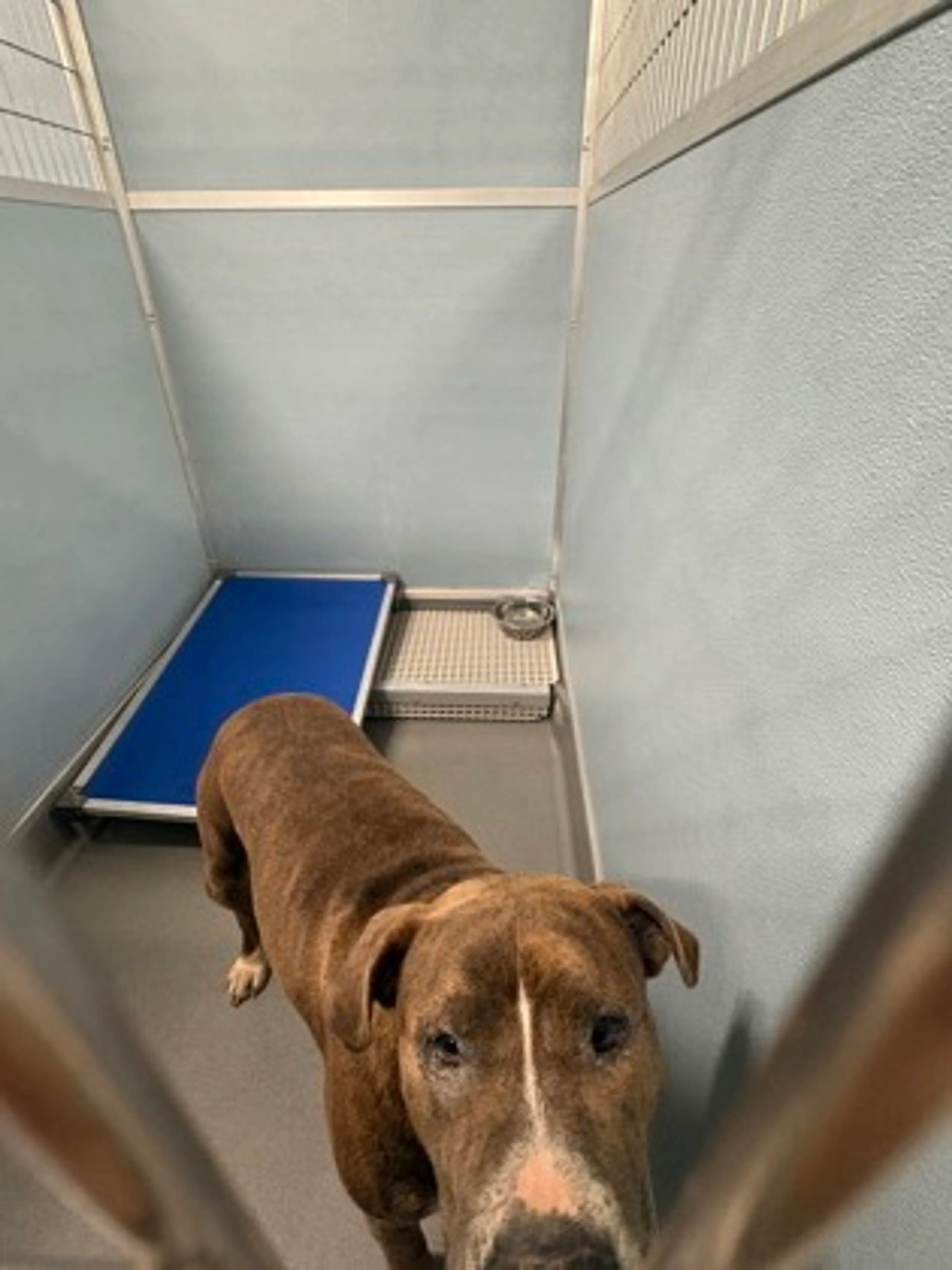 Found pet