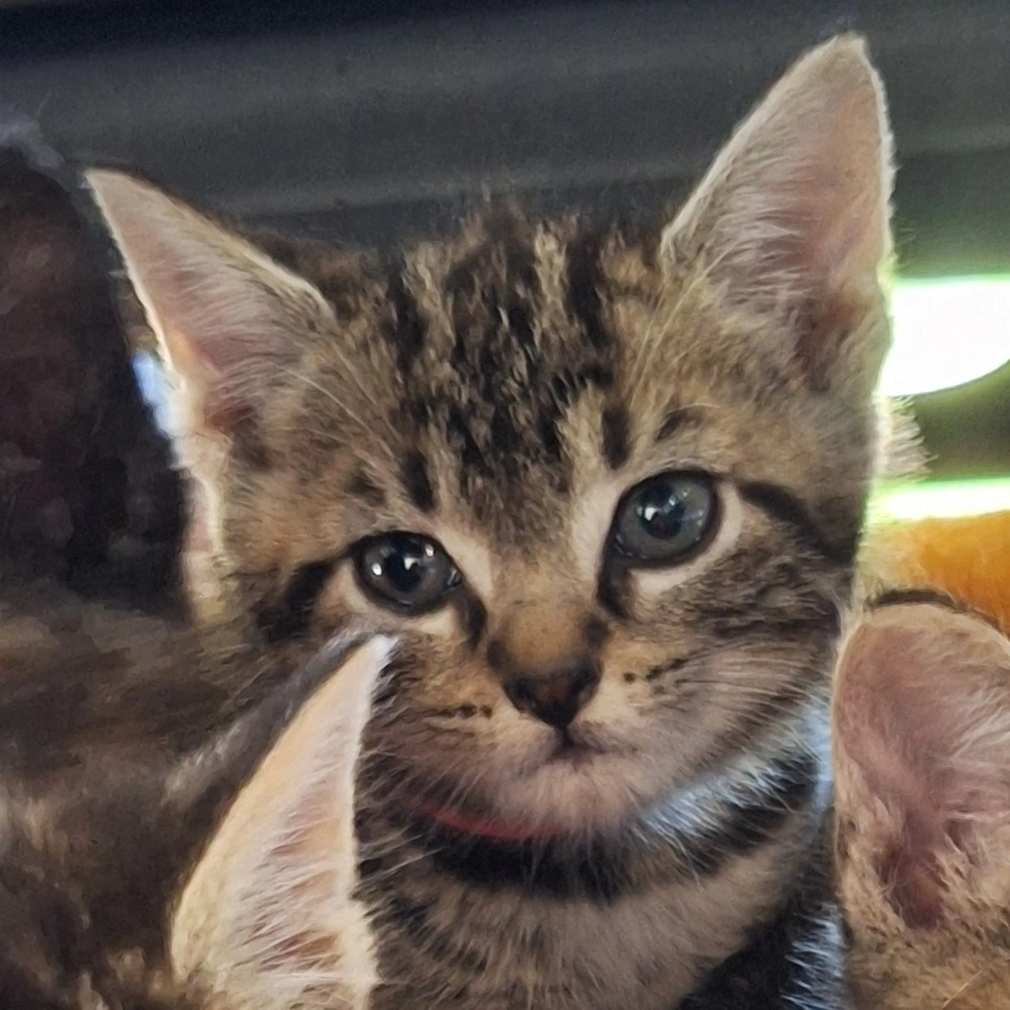 Found pet