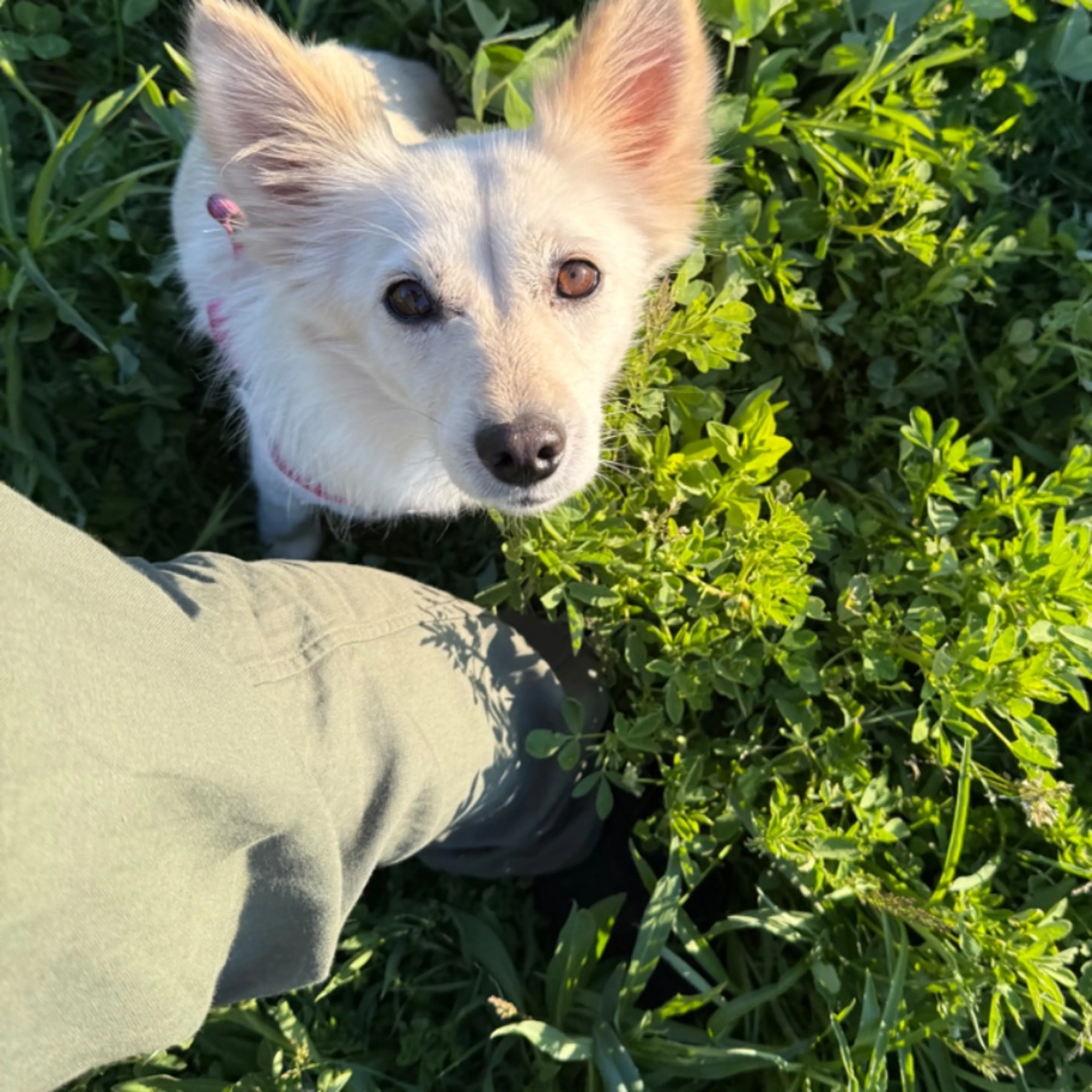 Lost pet