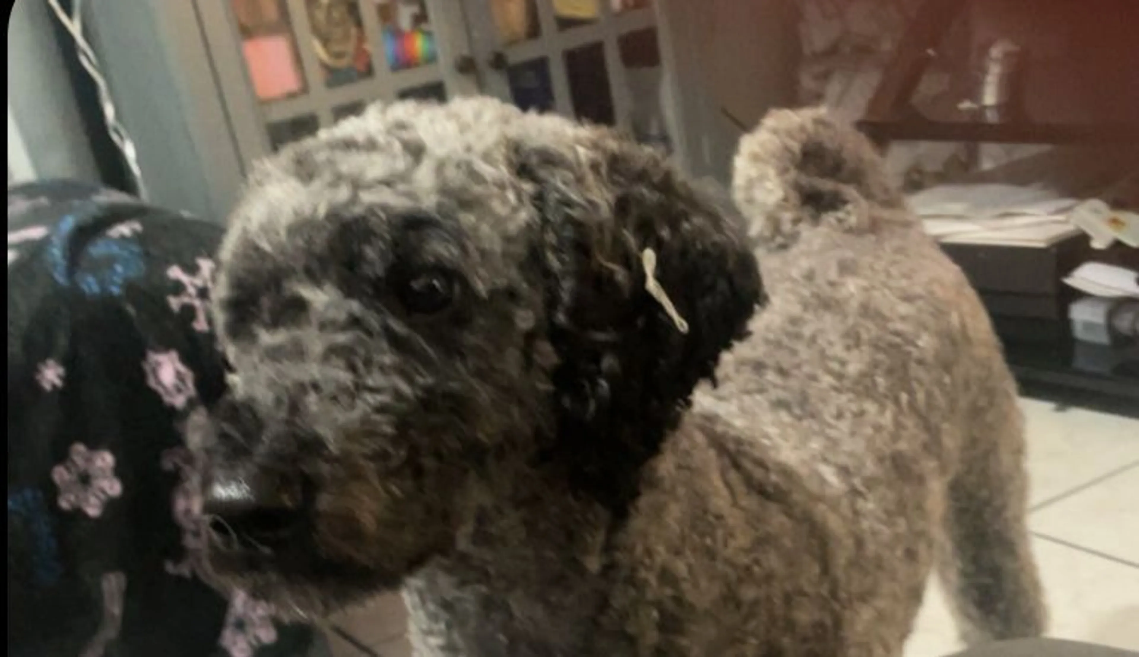 Lost pet