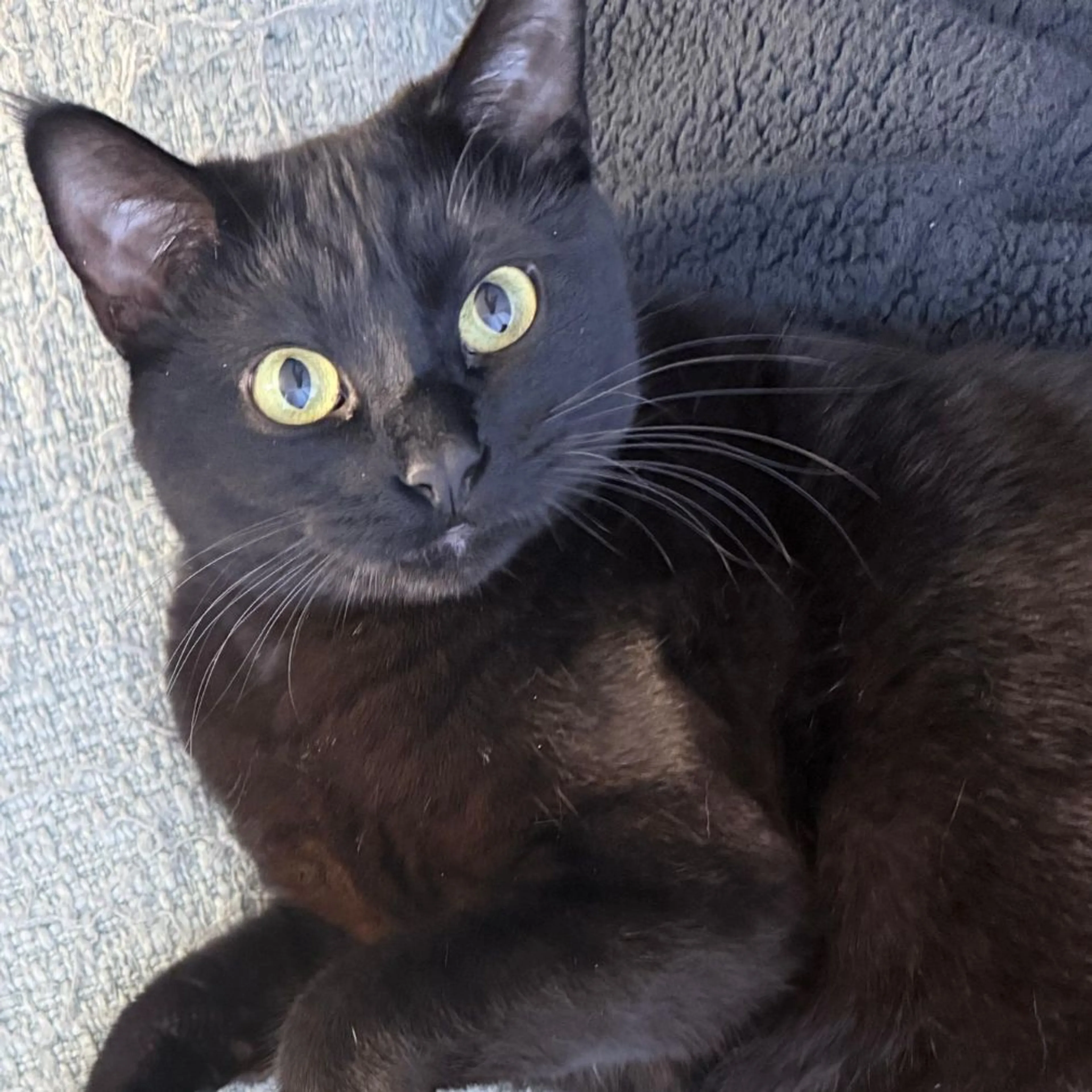 Lost pet