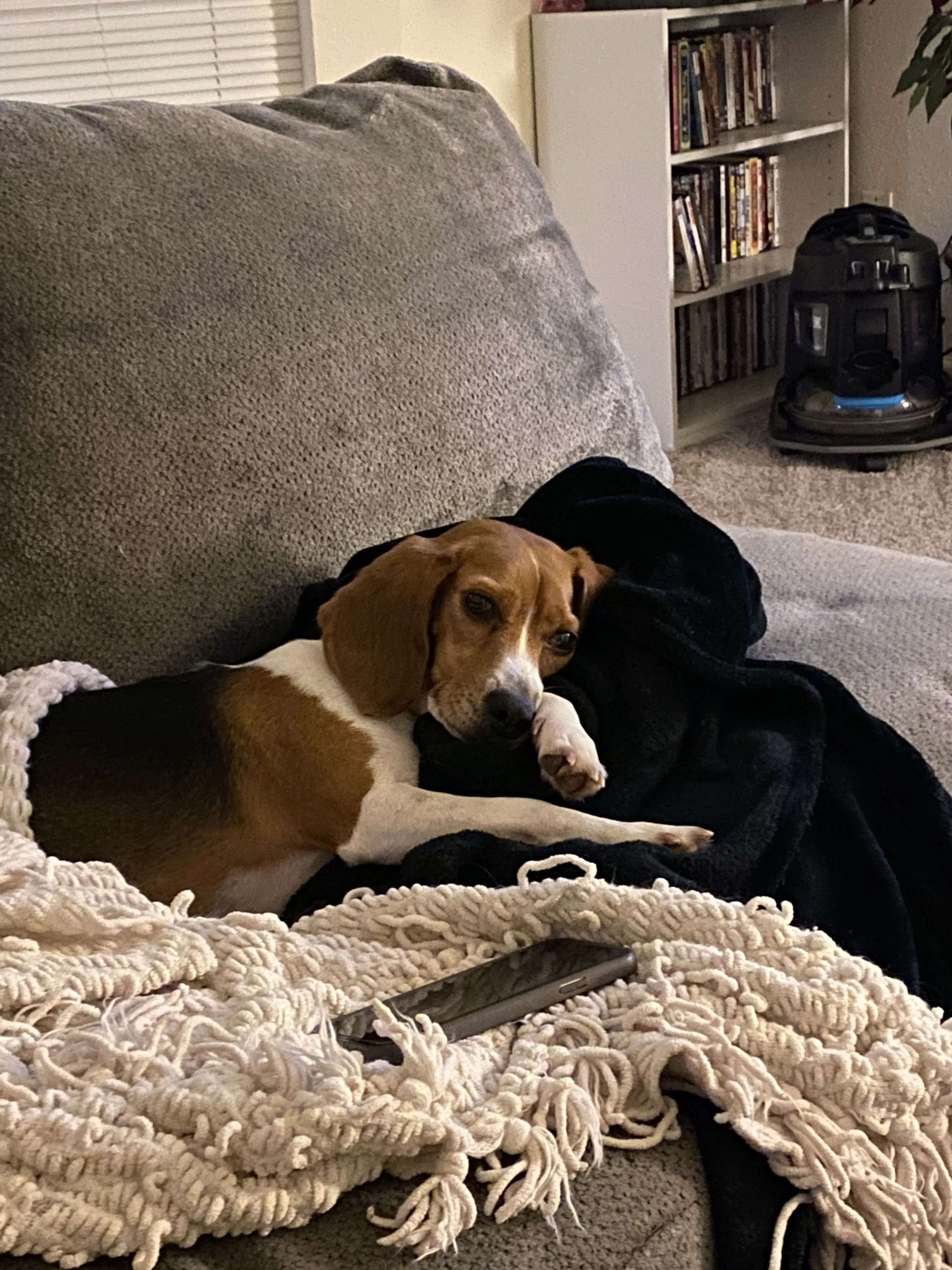Lost pet