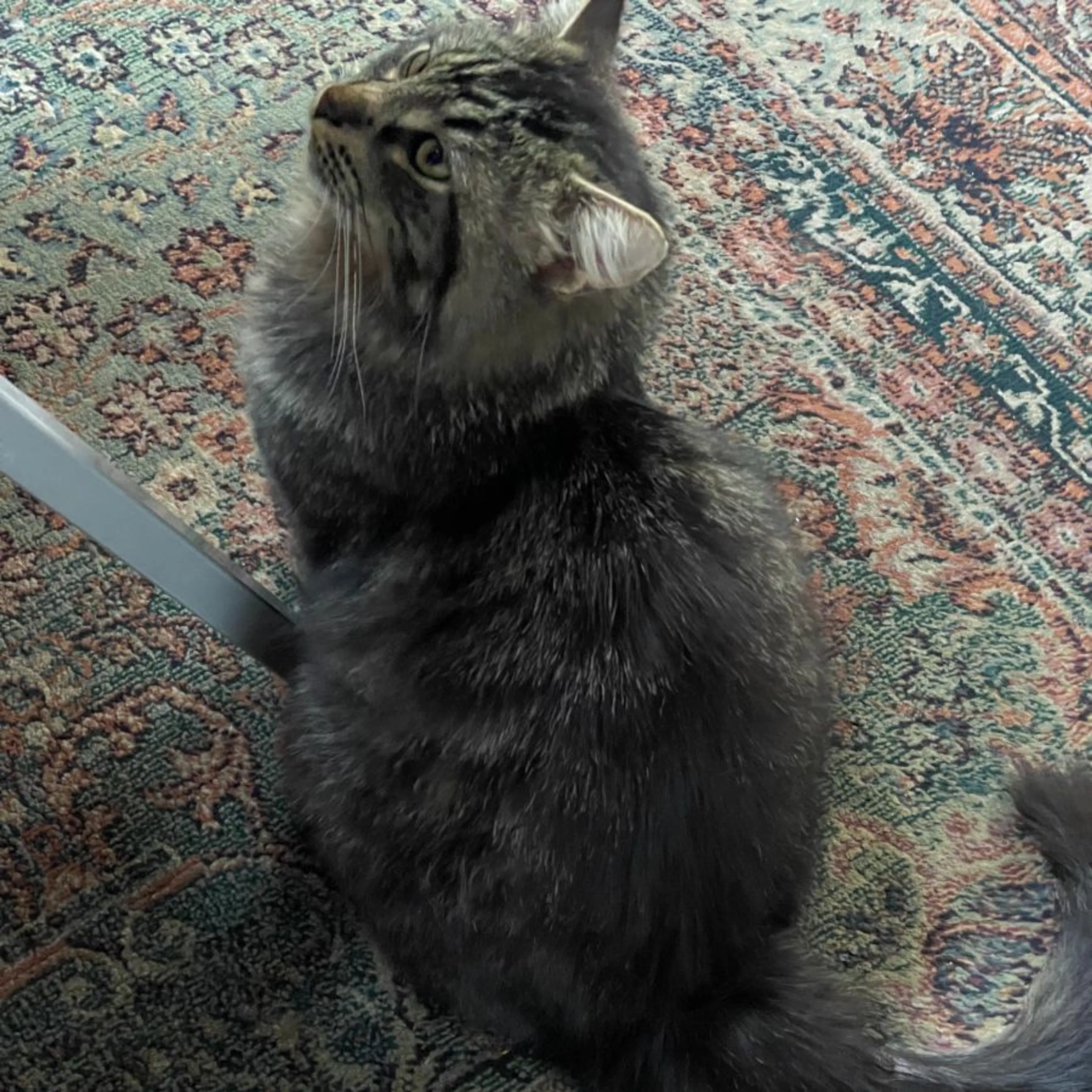 Lost pet-0