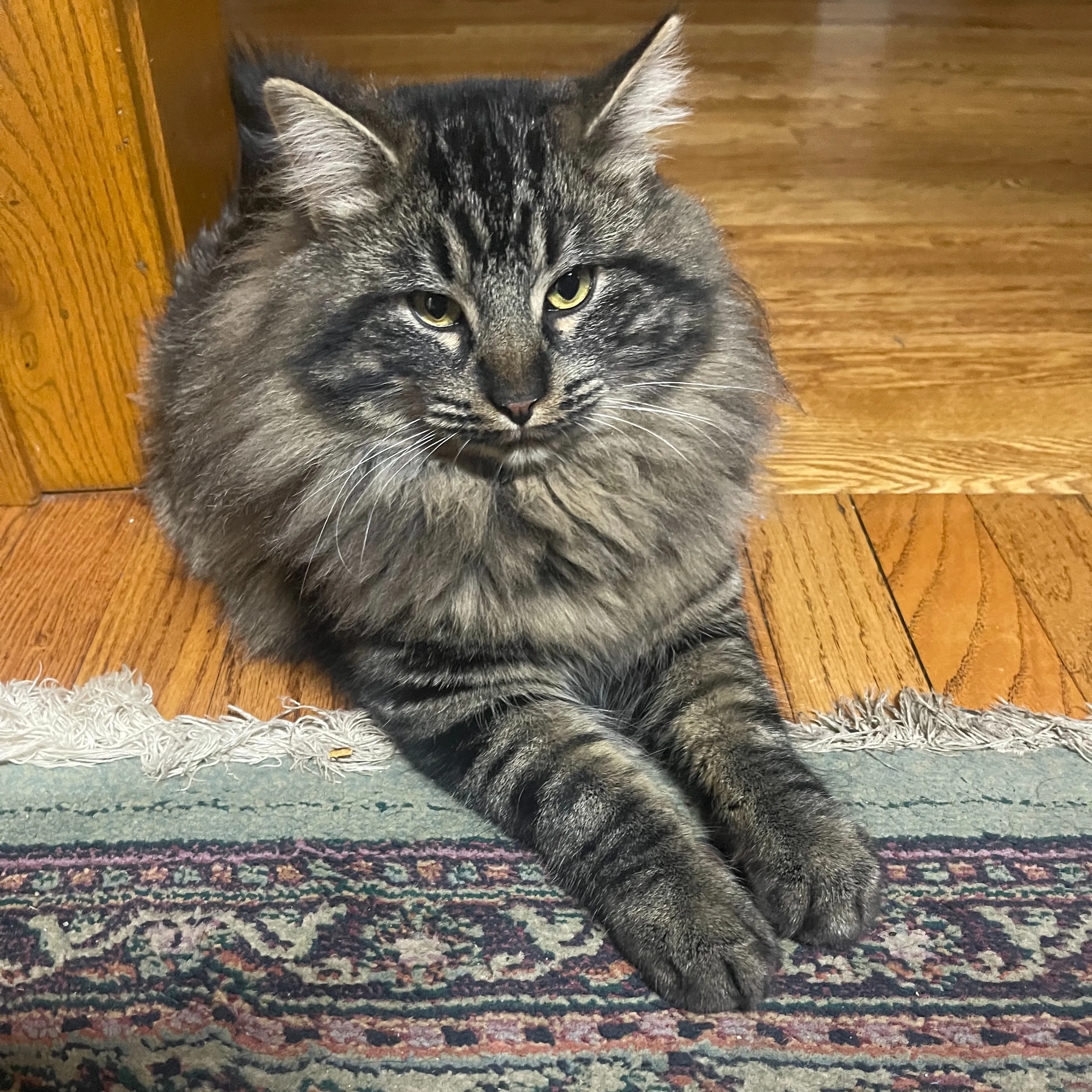 Lost pet-1