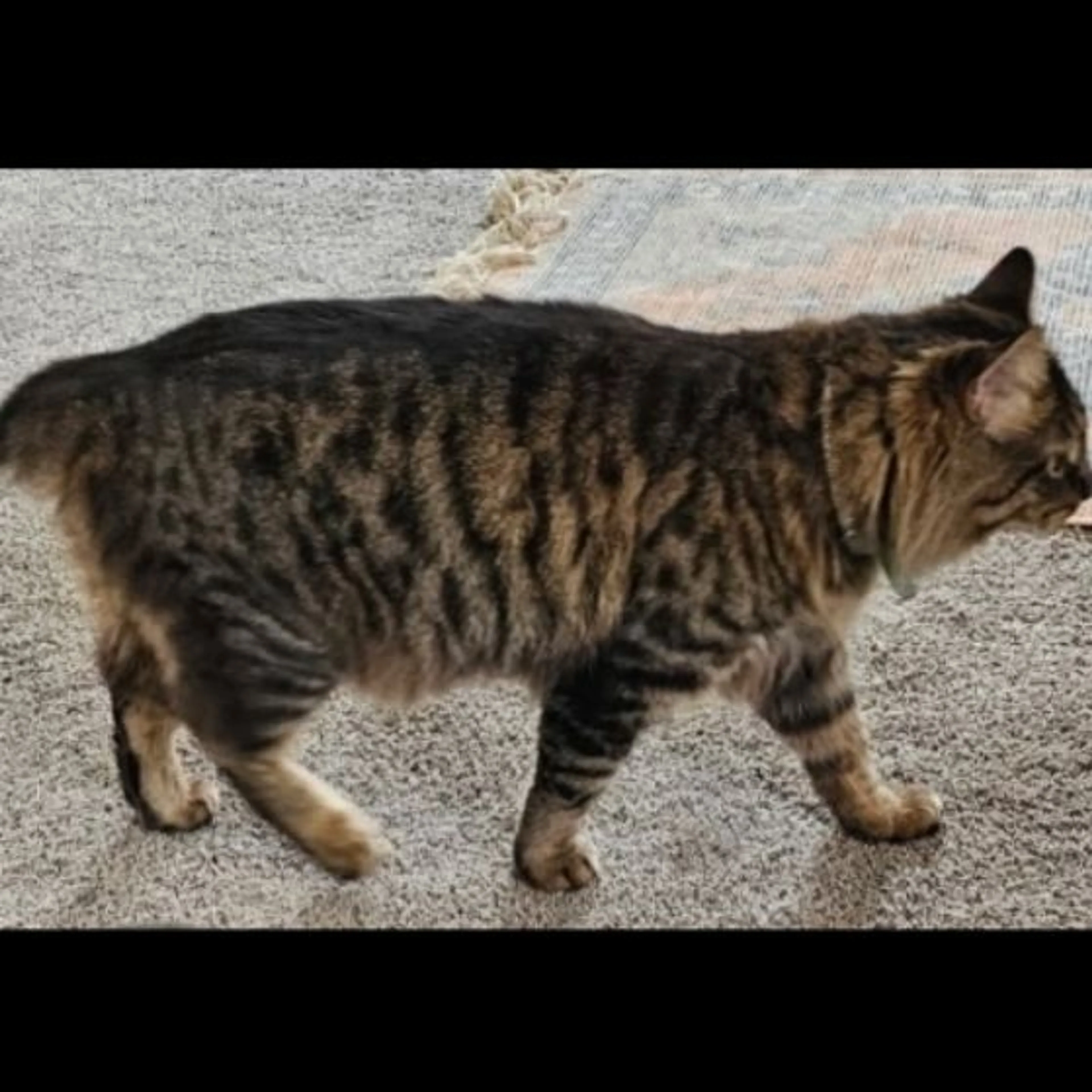 Lost pet