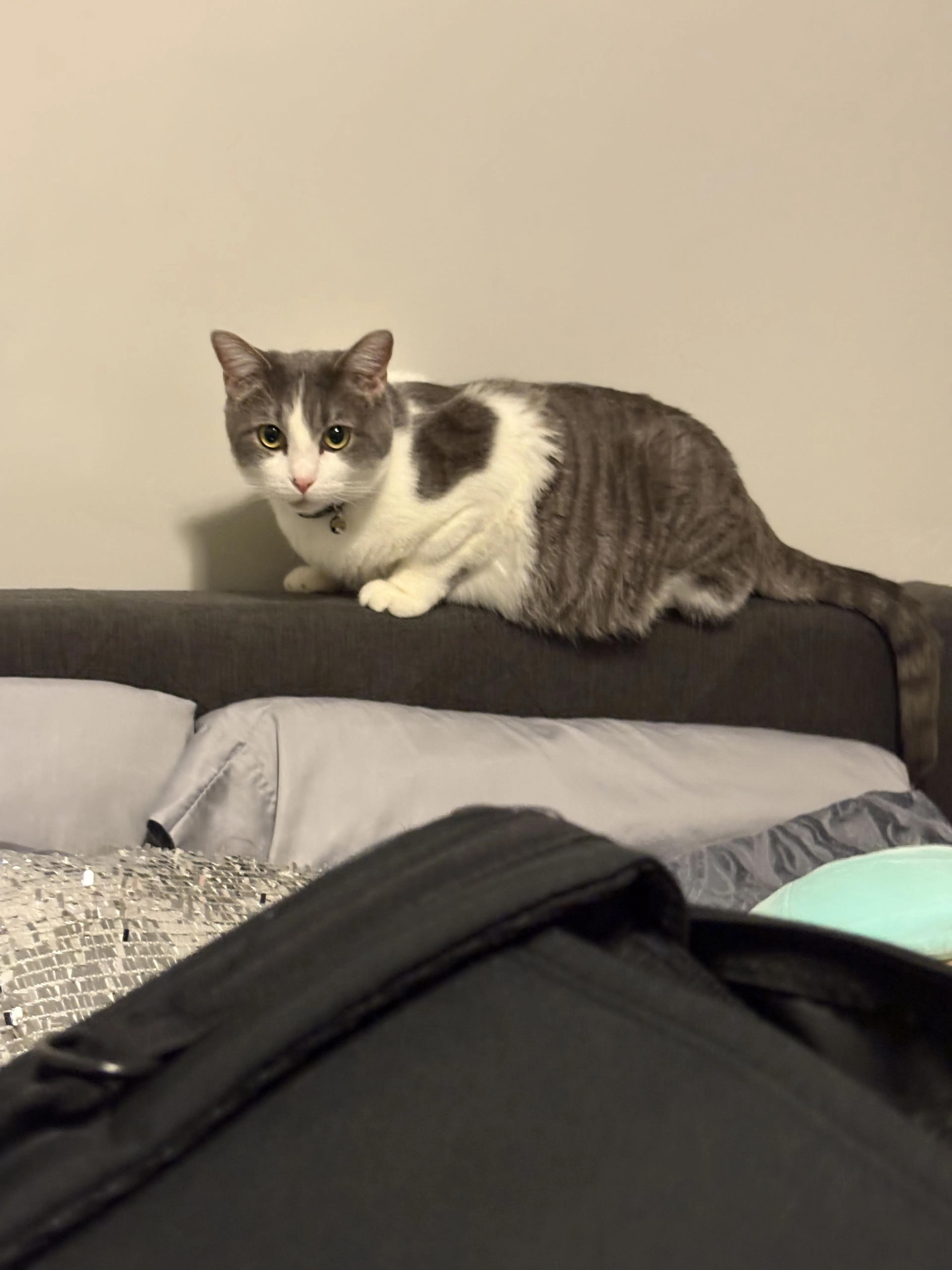 Lost pet-0