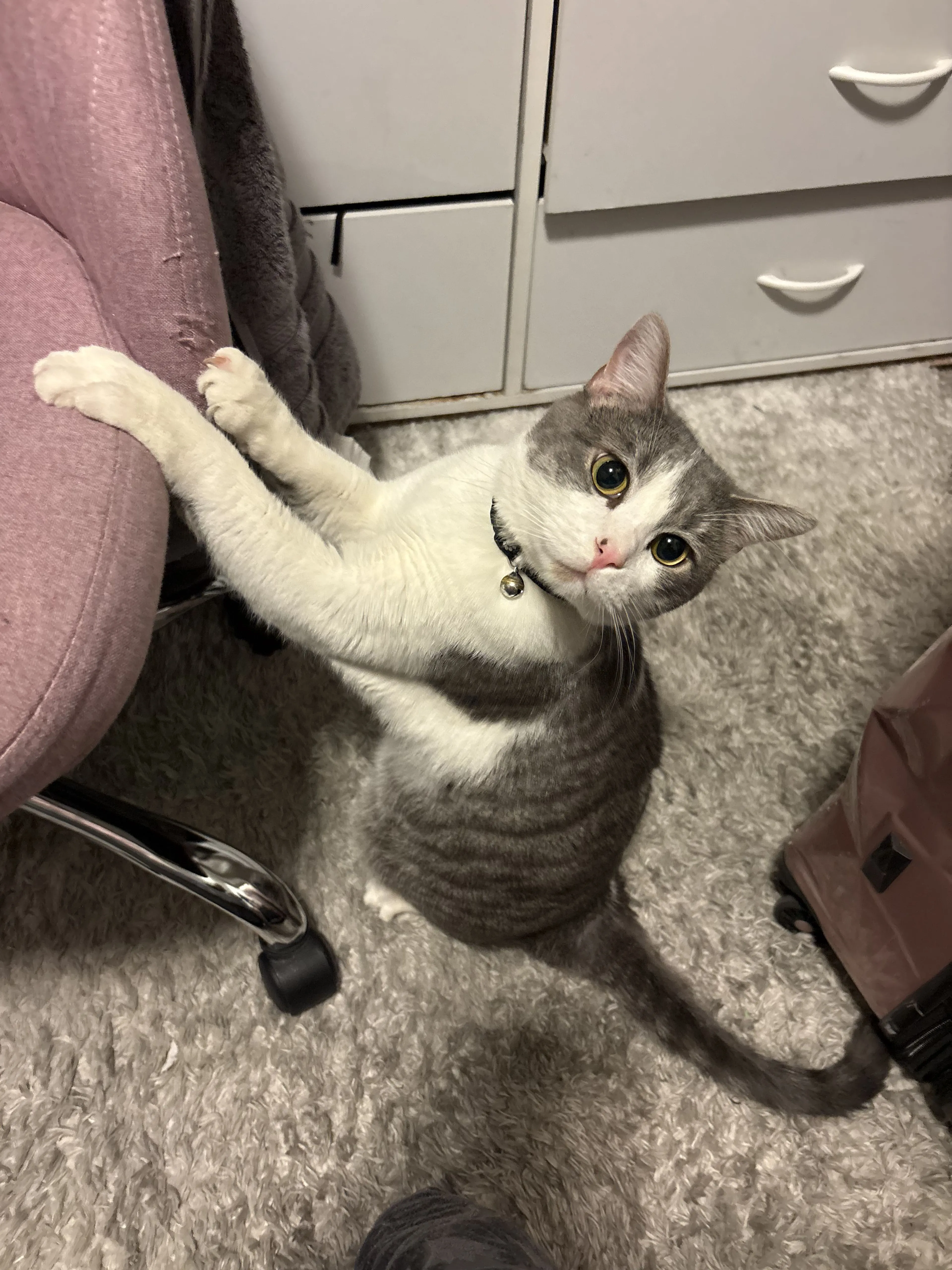 Lost pet-1