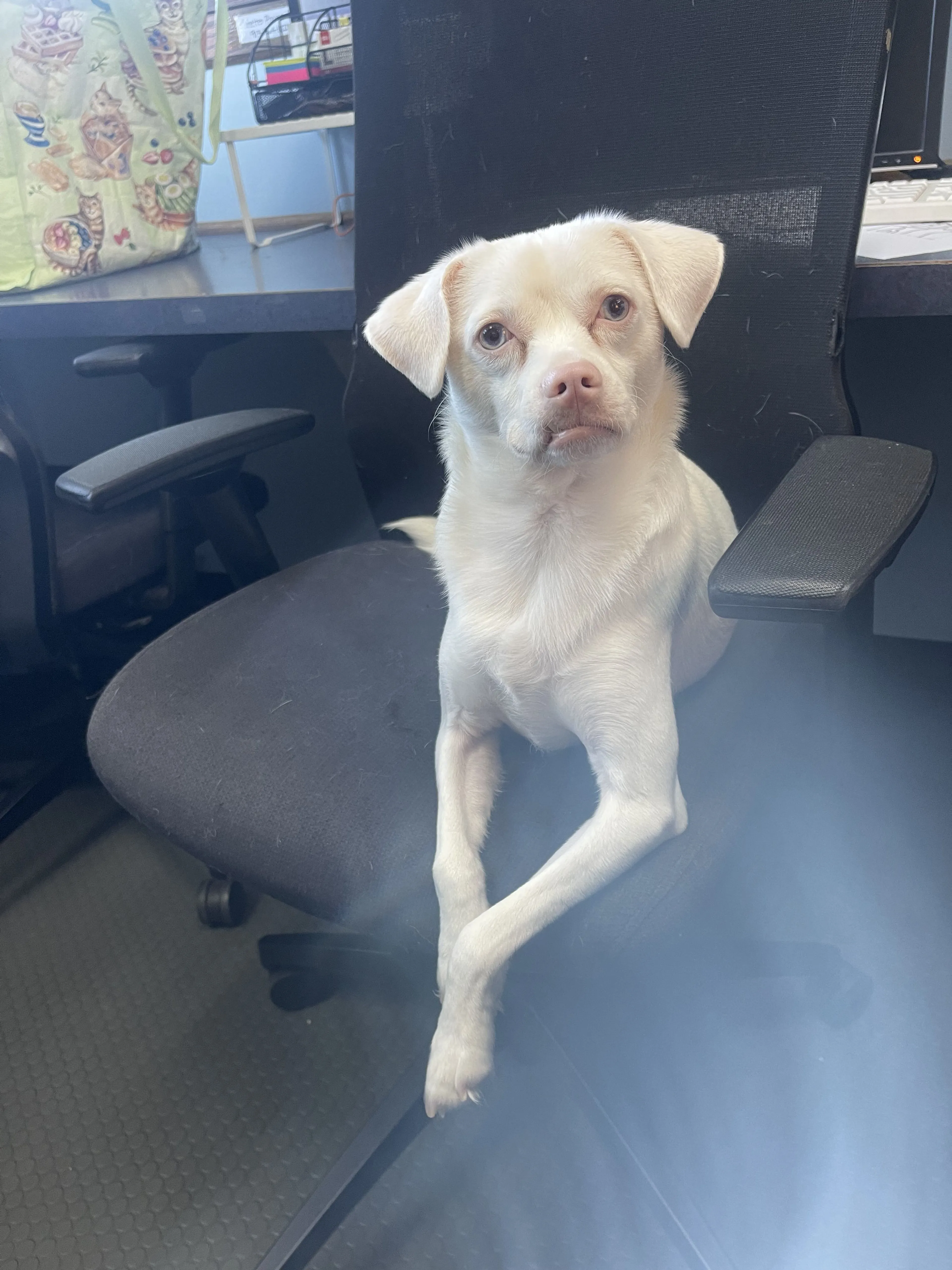 Lost pet