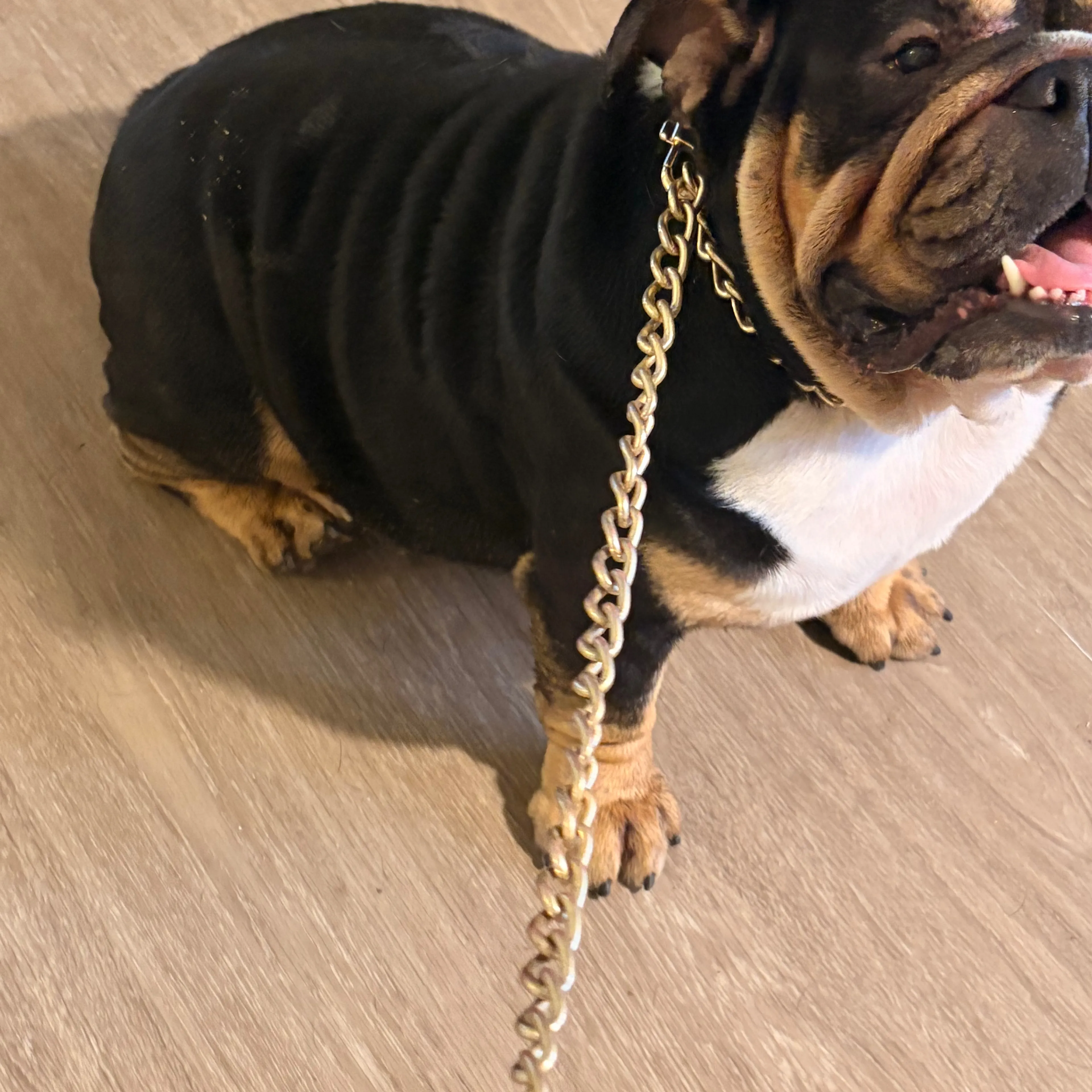 Found pet-1