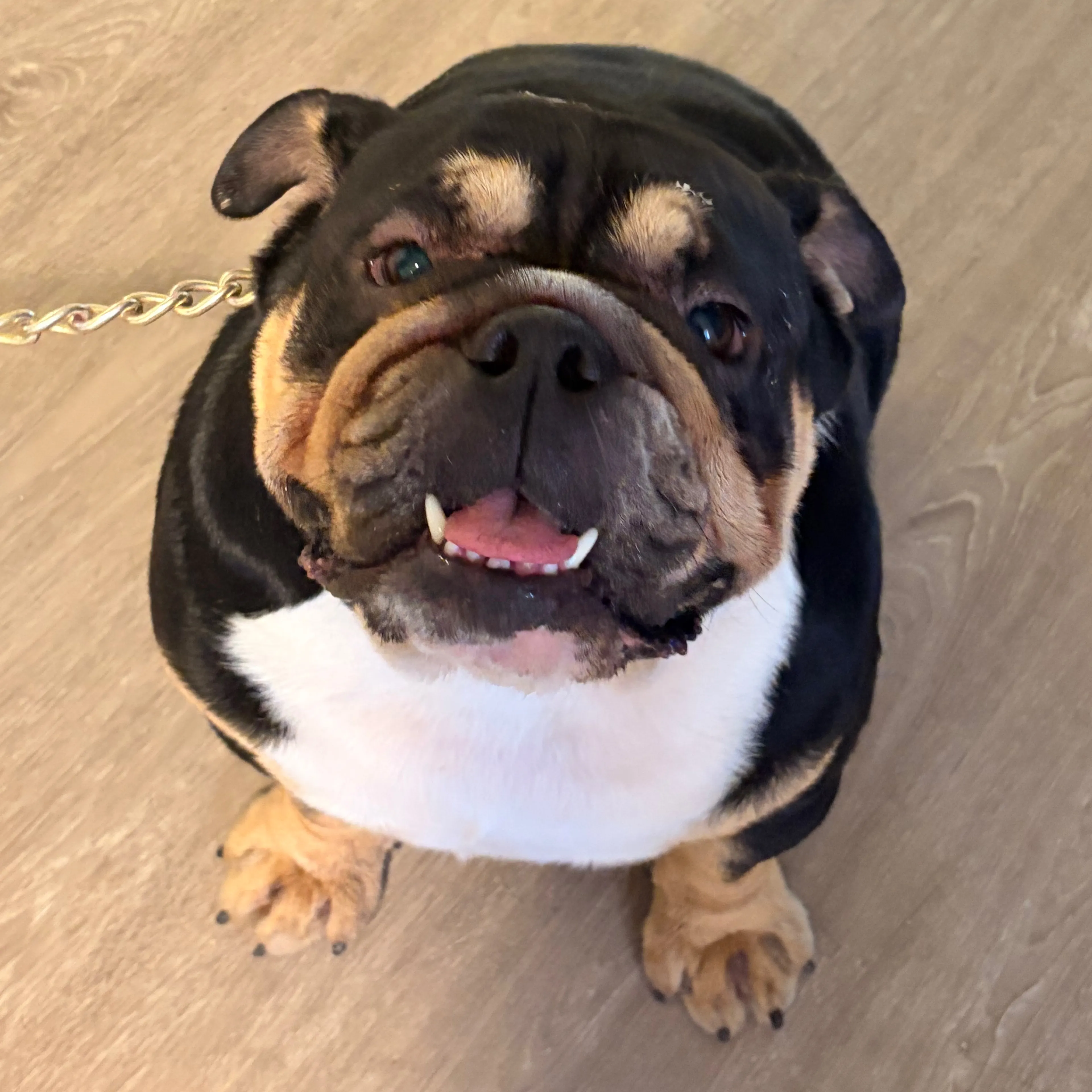 Found pet-3