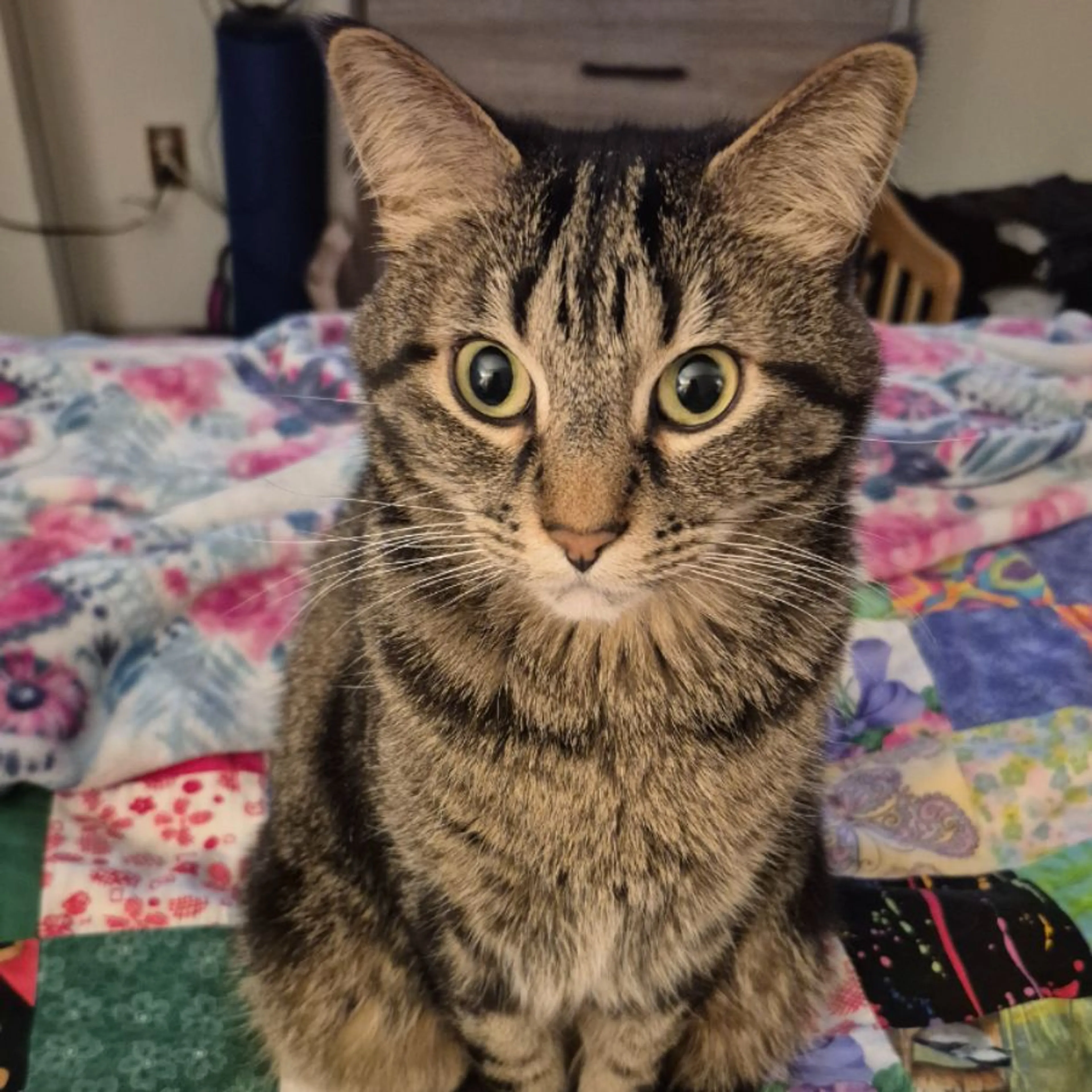 Lost pet