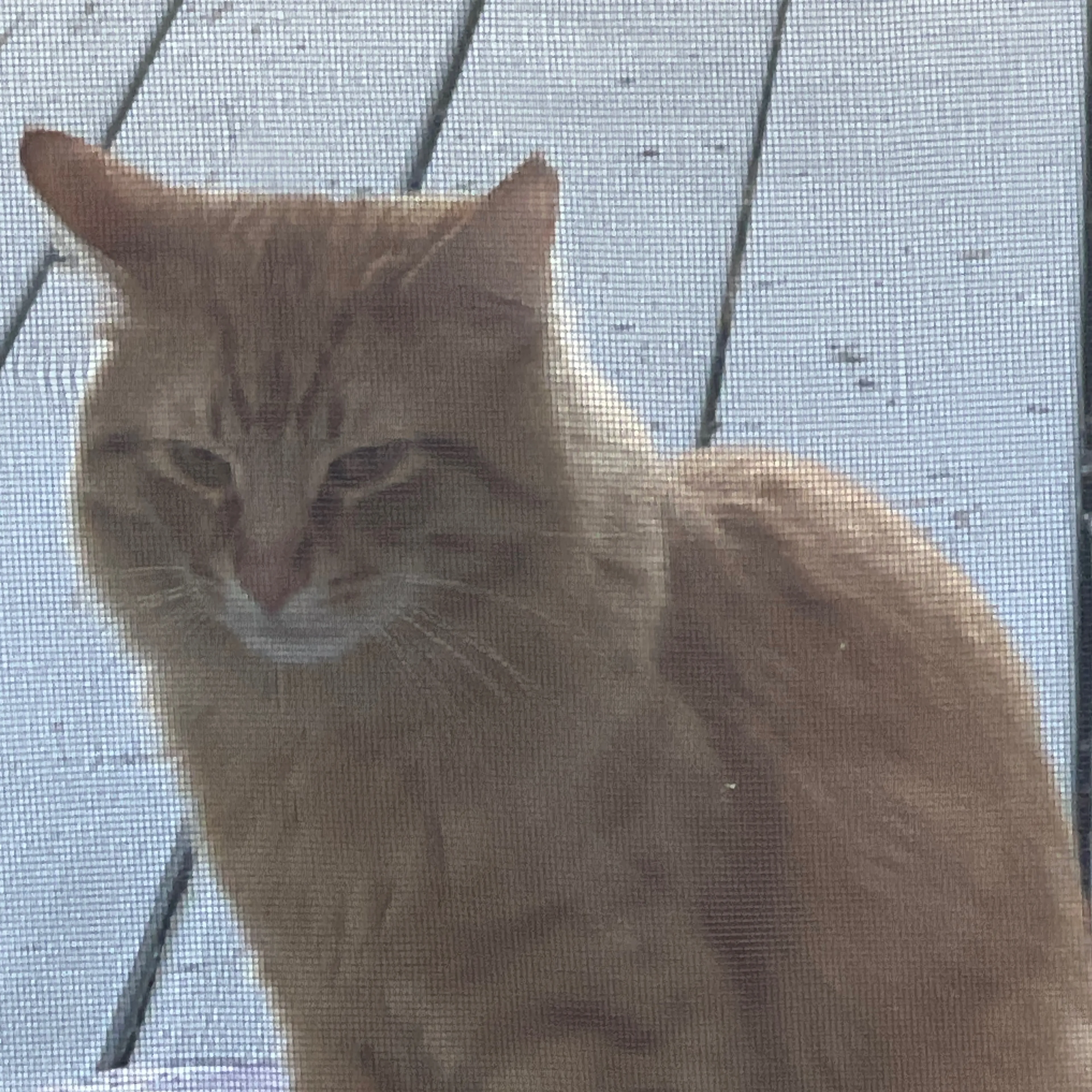 Found pet-2