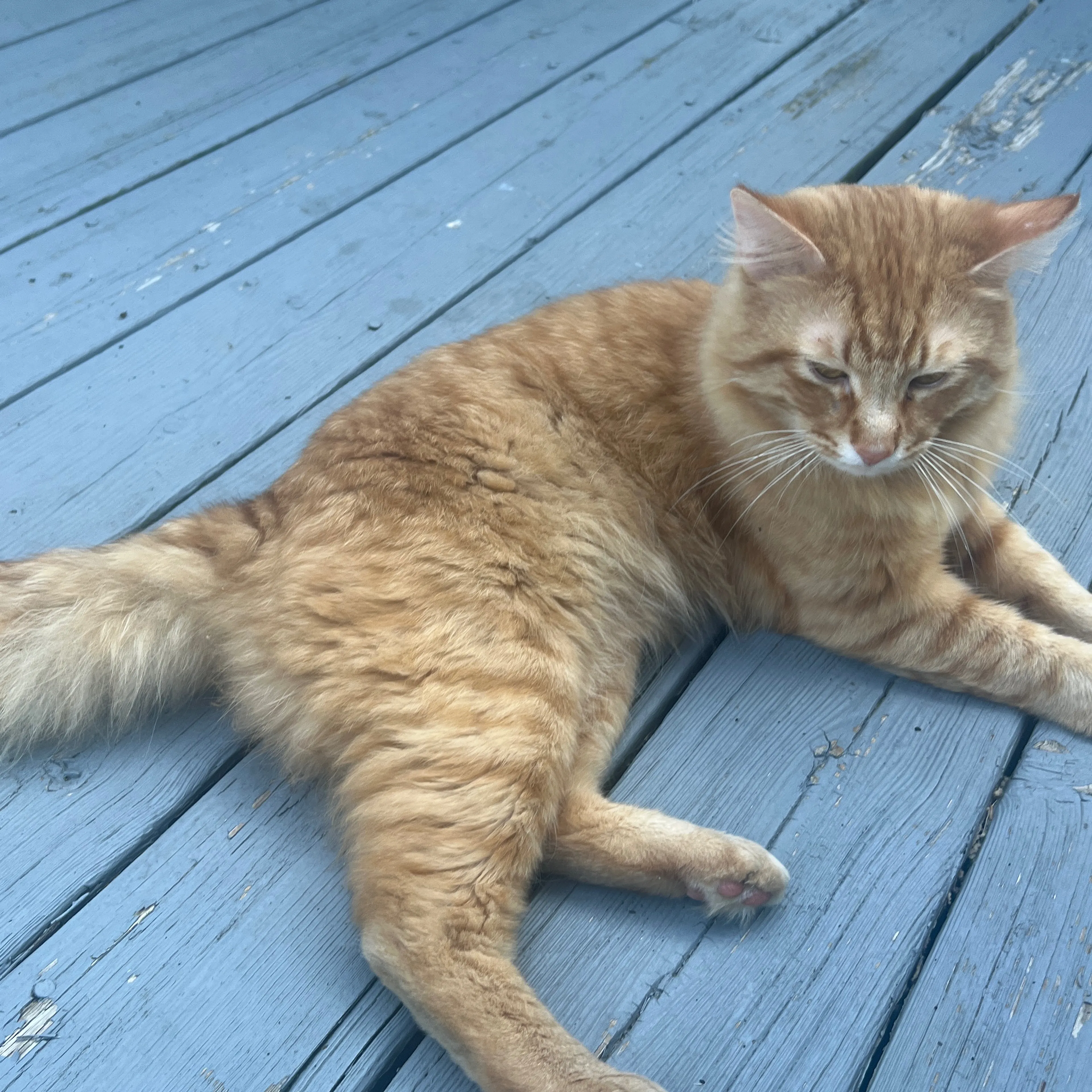 Found pet-3