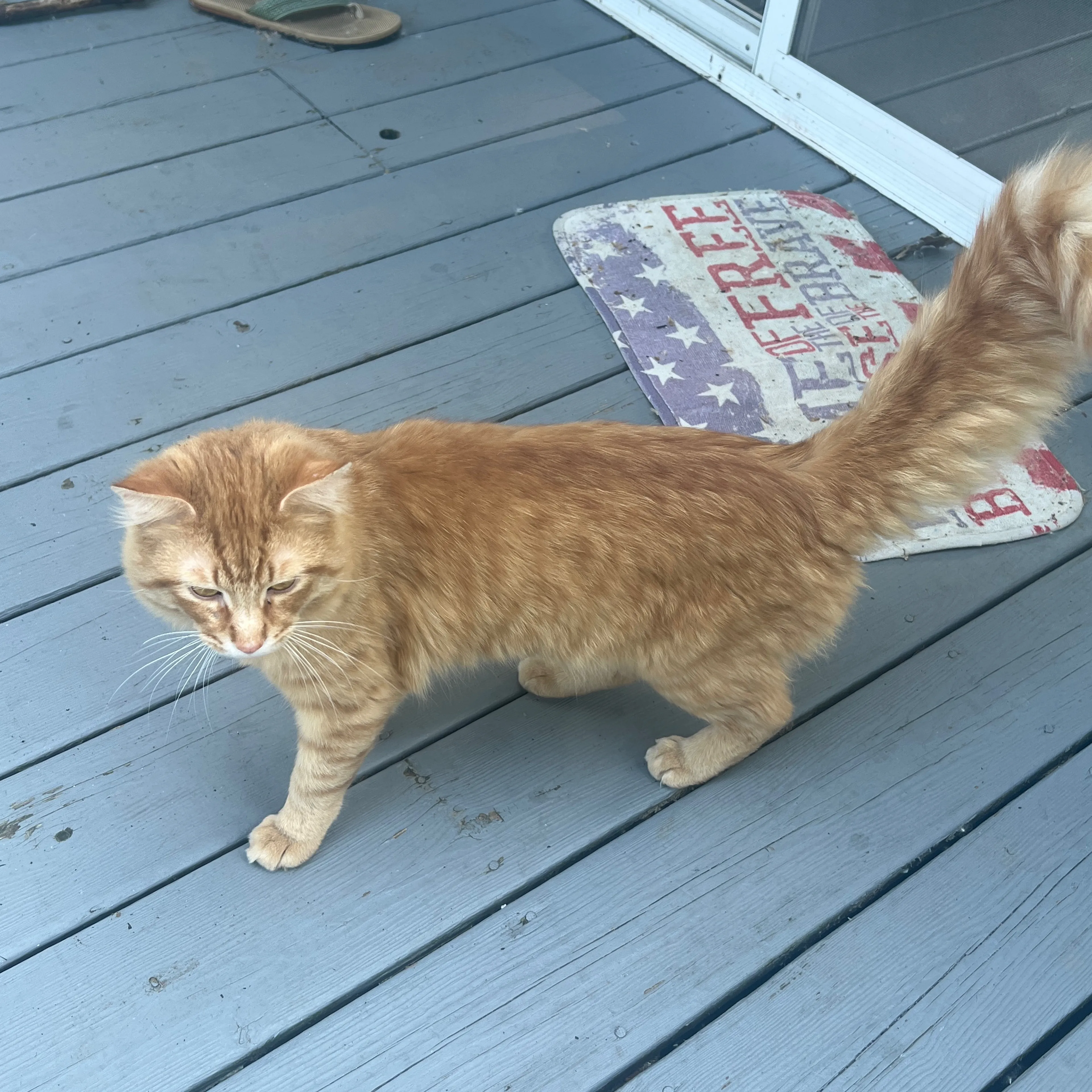 Found pet-1