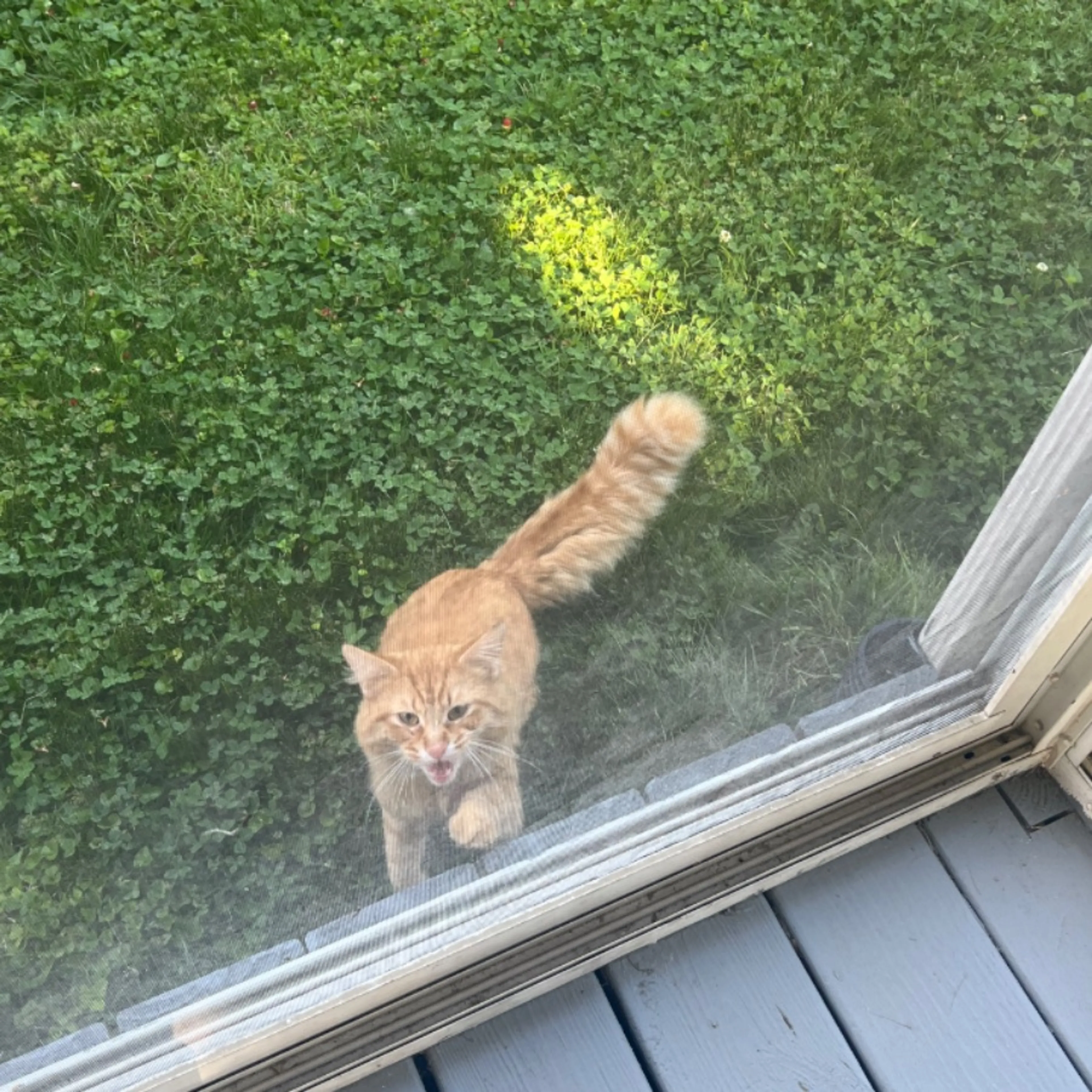 Found pet-0