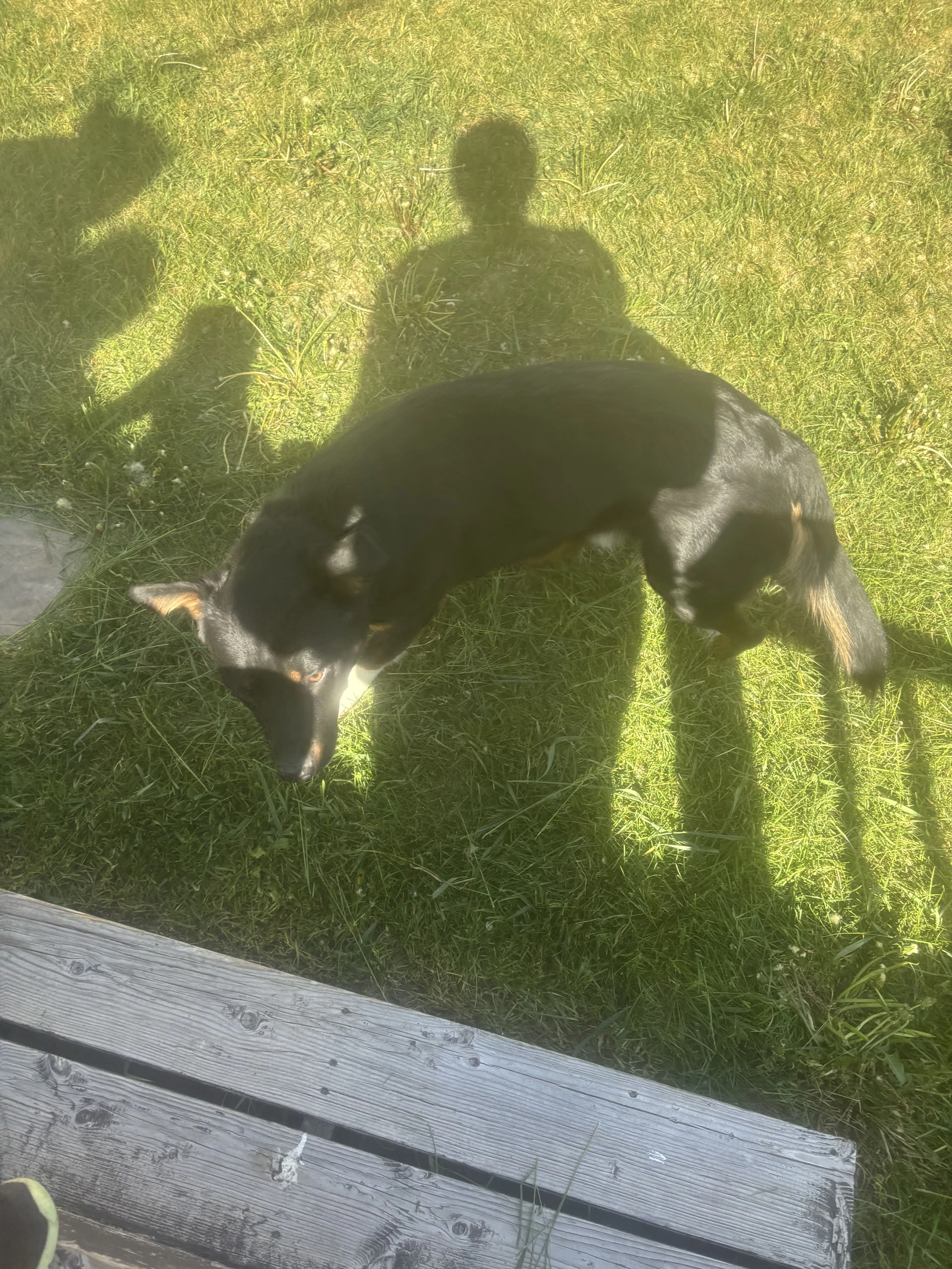Lost pet-2