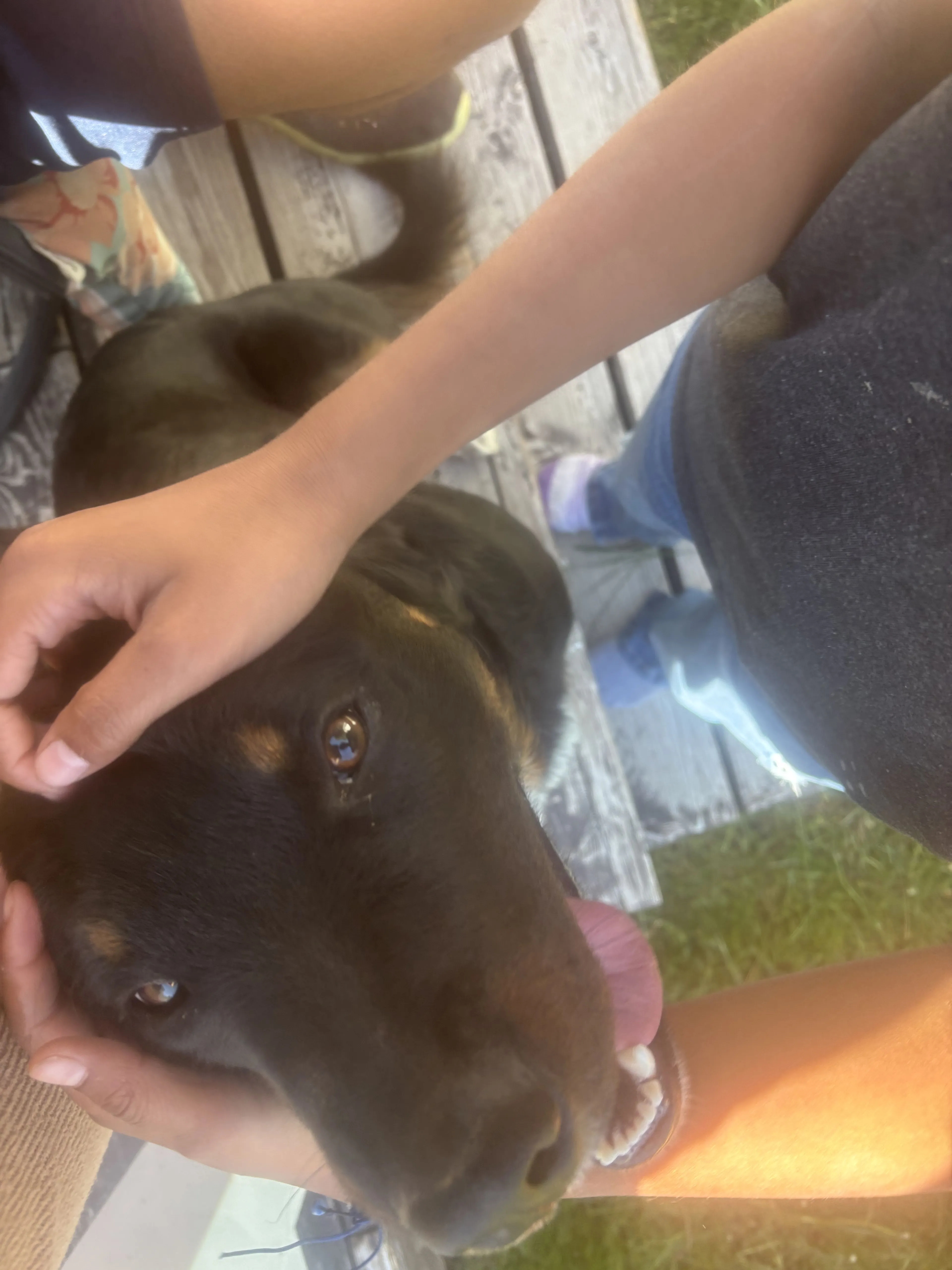 Lost pet-1