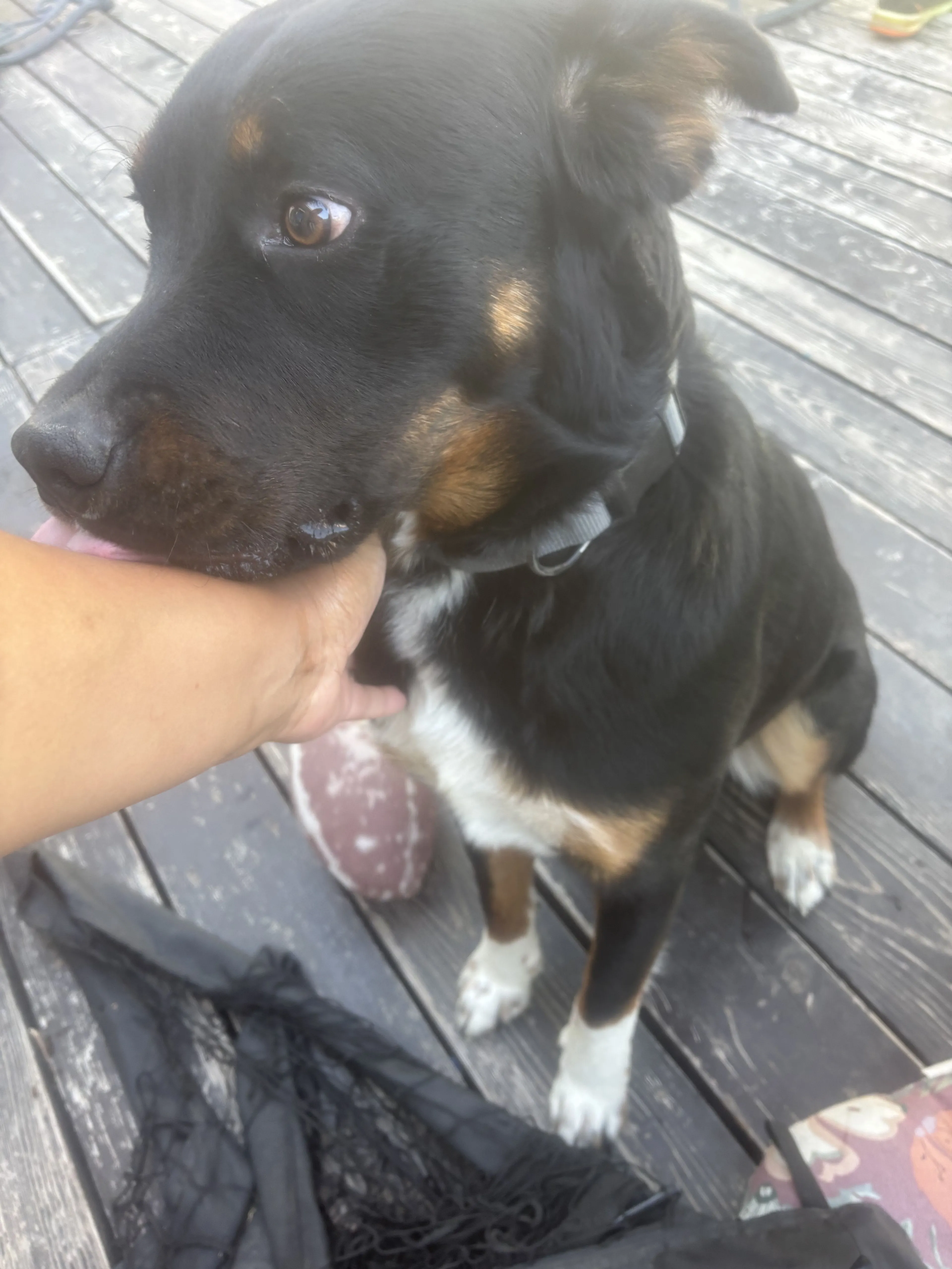 Lost pet-0