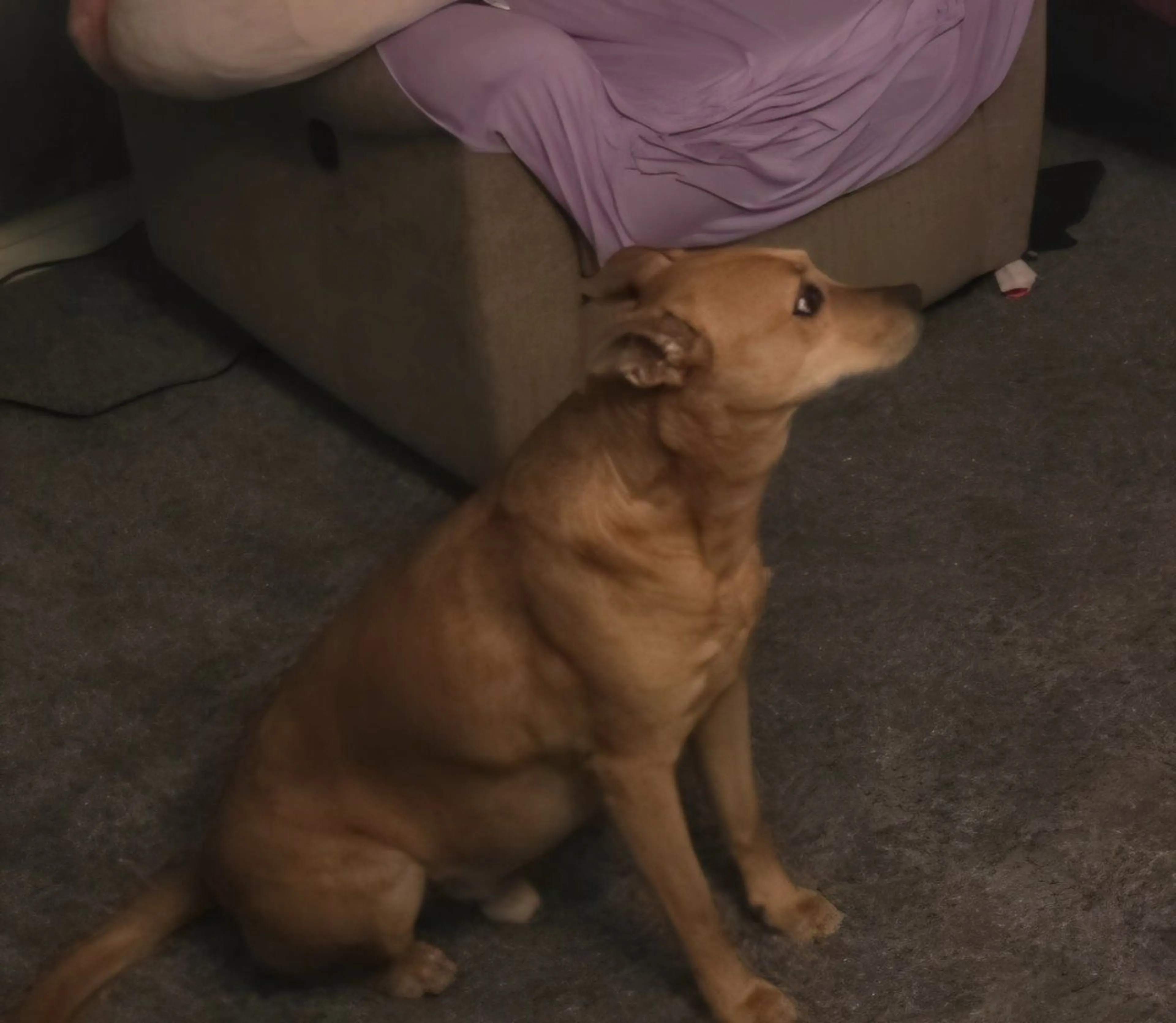 Lost pet-2