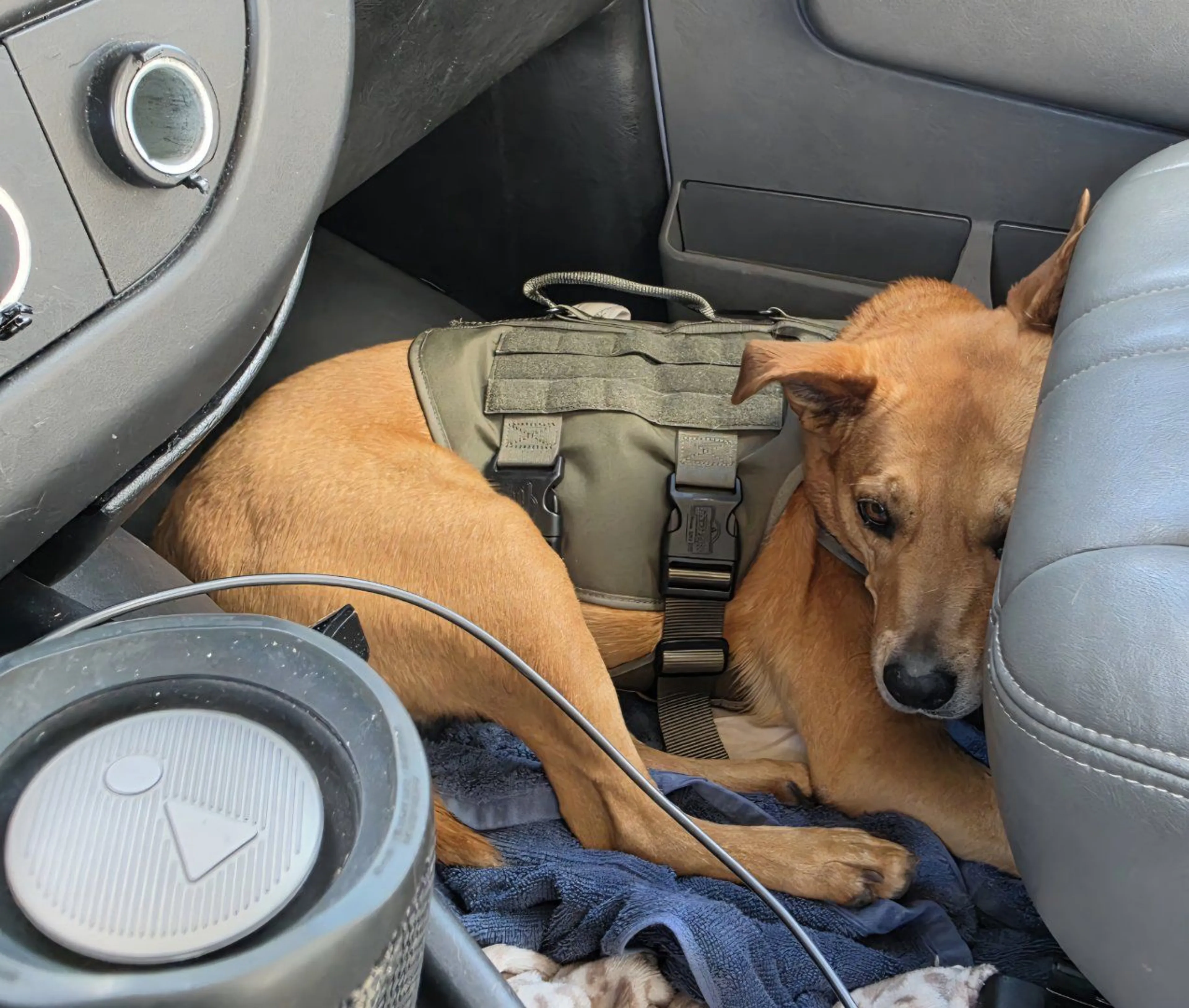 Lost pet-3