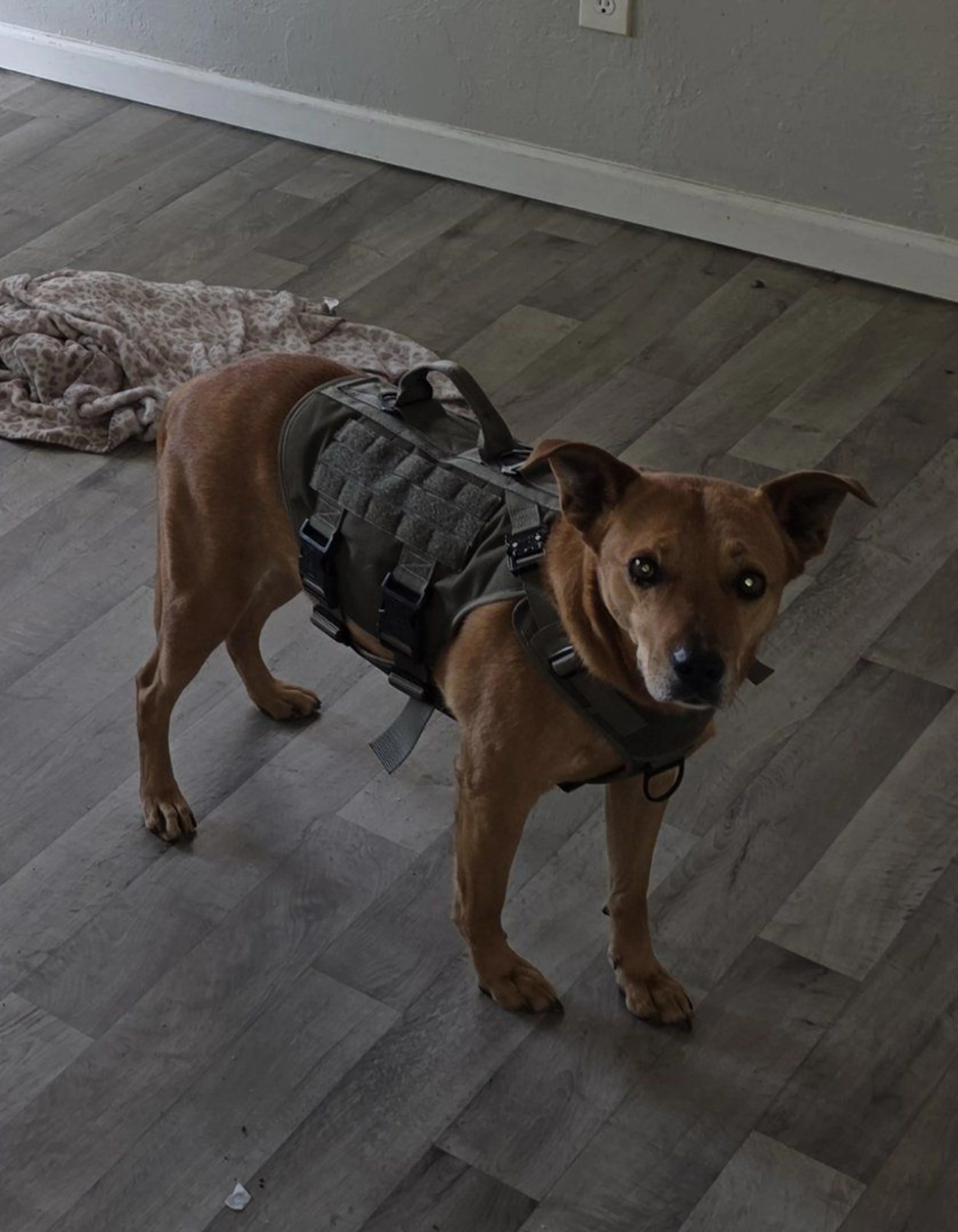 Lost pet-0