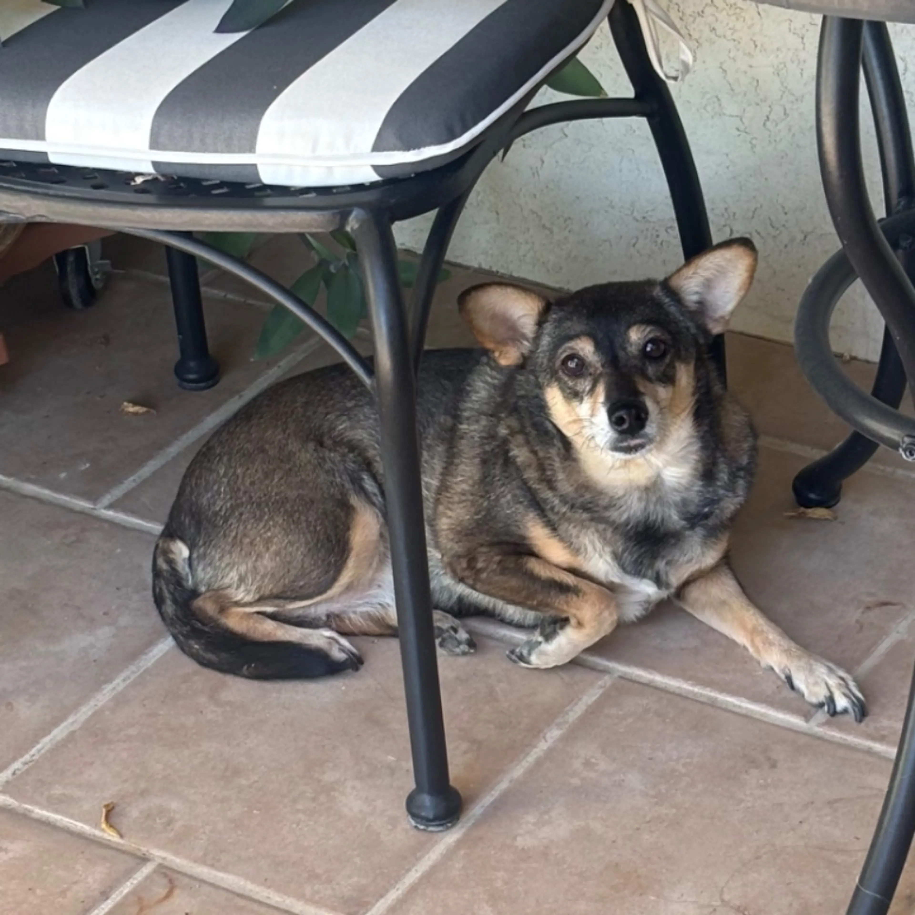 Found pet