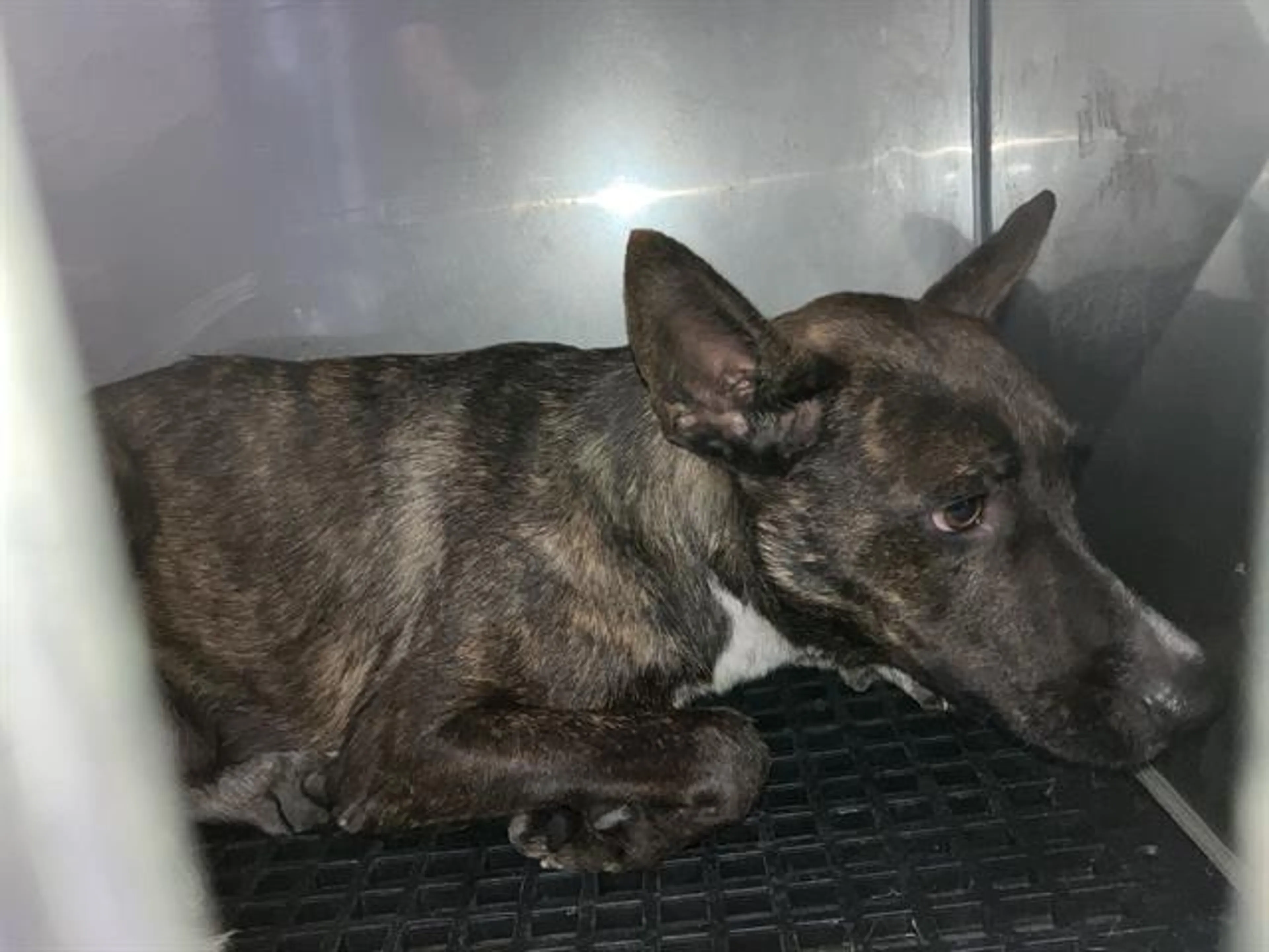 Found pet