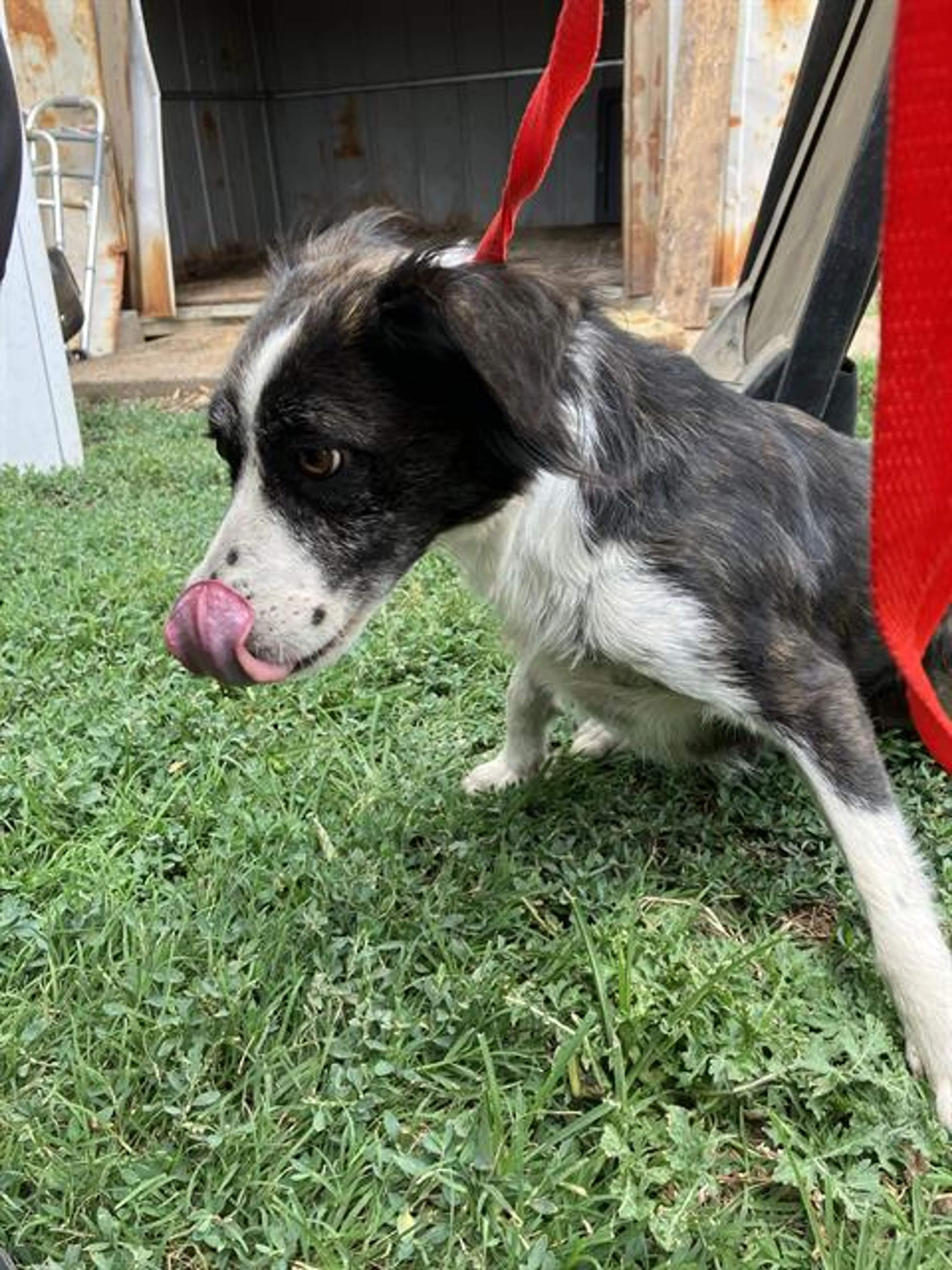 Found pet