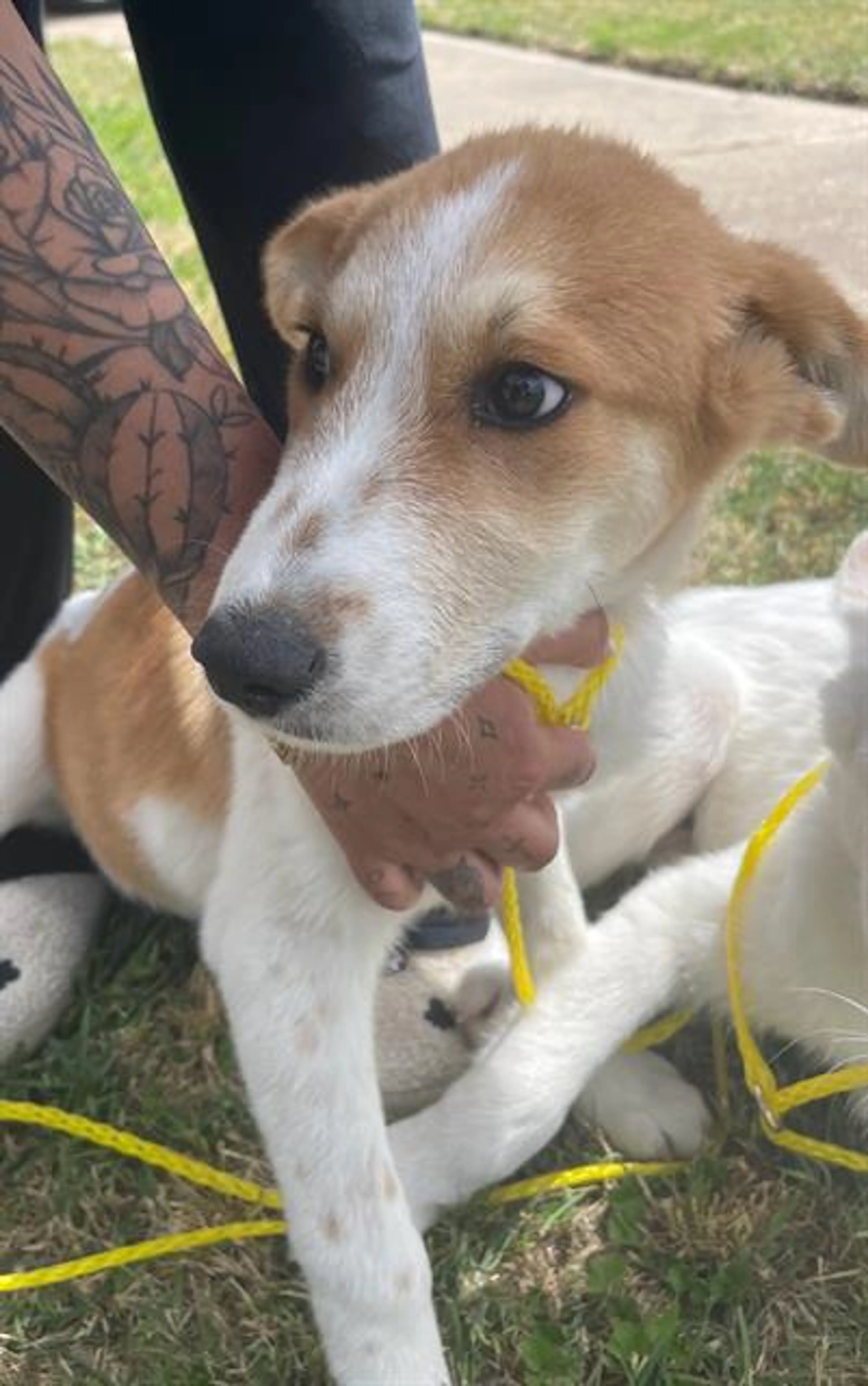 Found pet