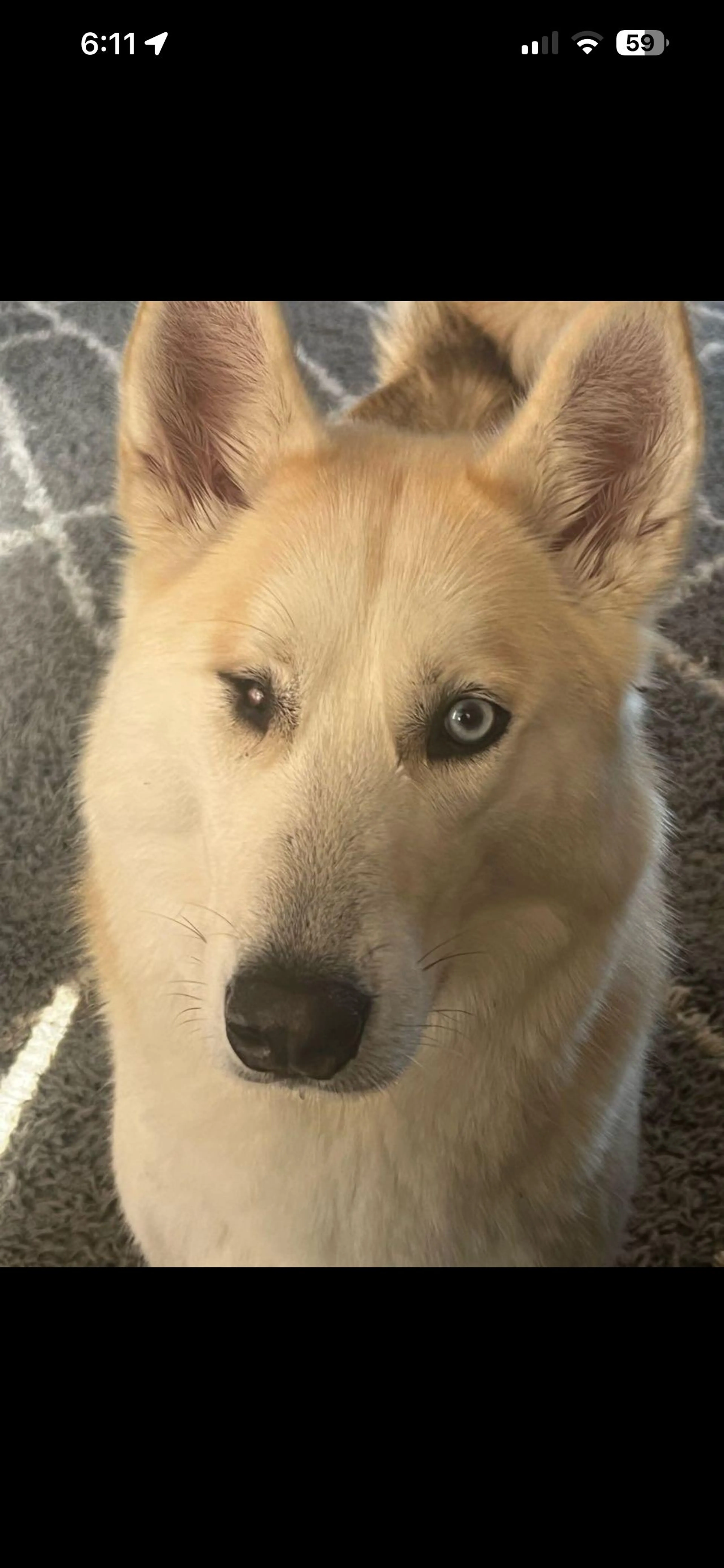 Lost pet-0
