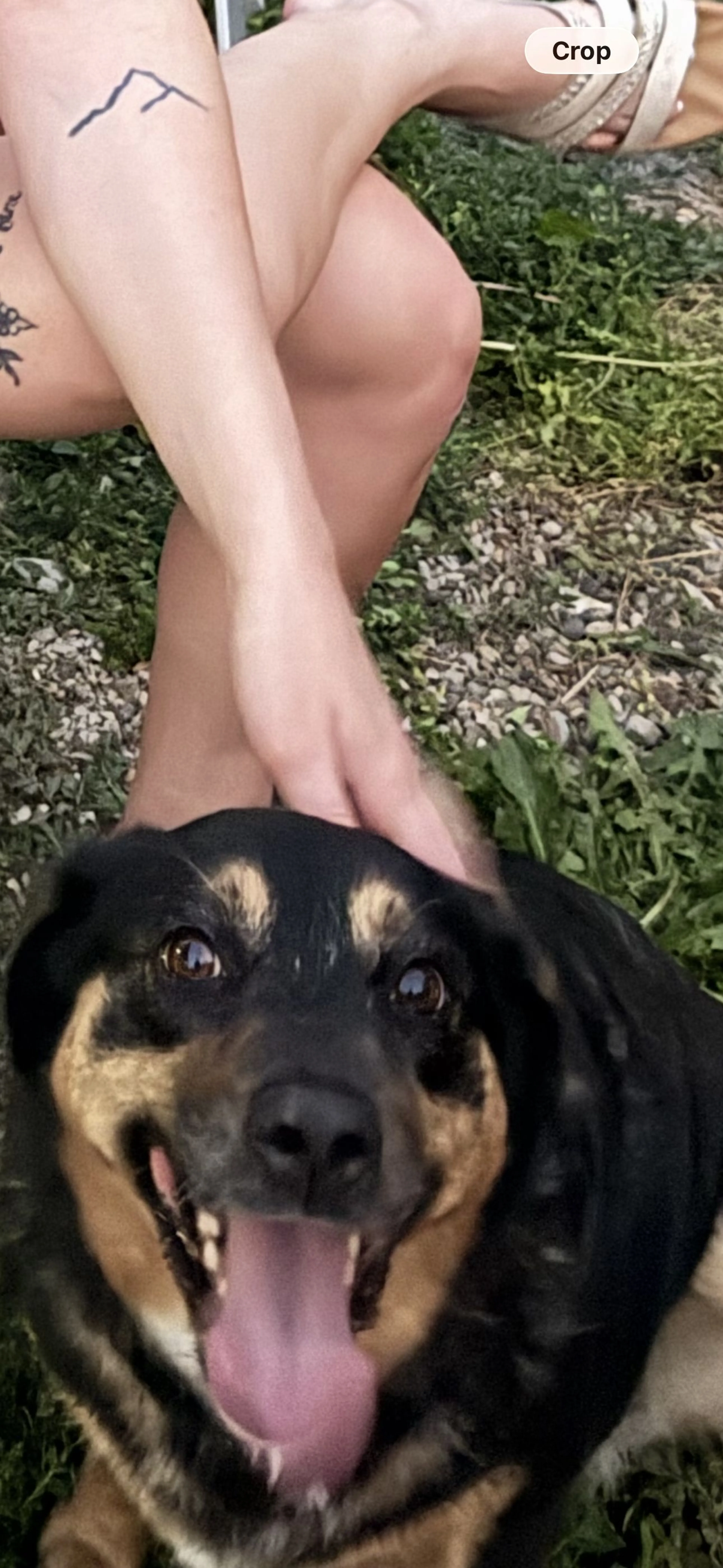 Lost pet