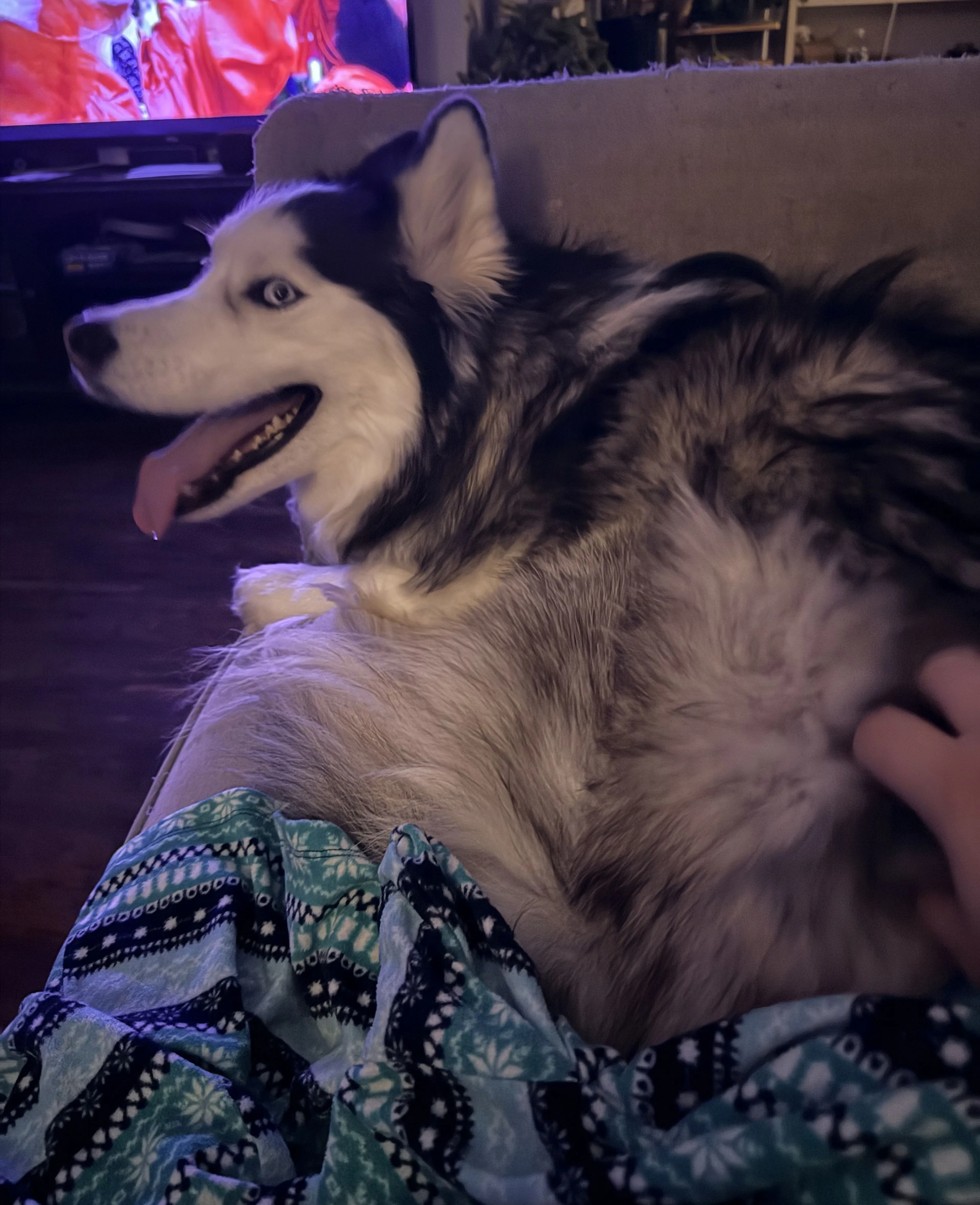 Lost pet-1