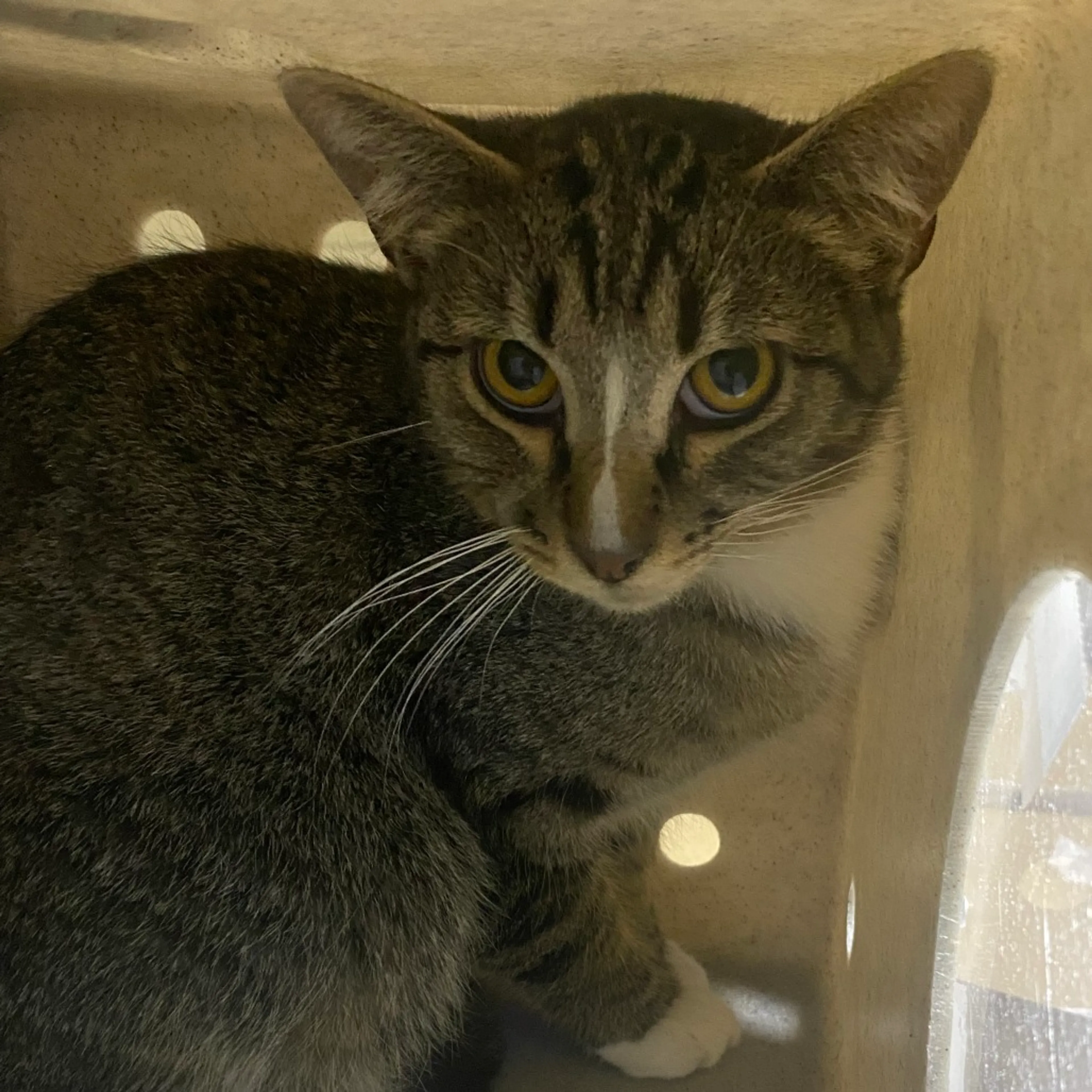 Found pet
