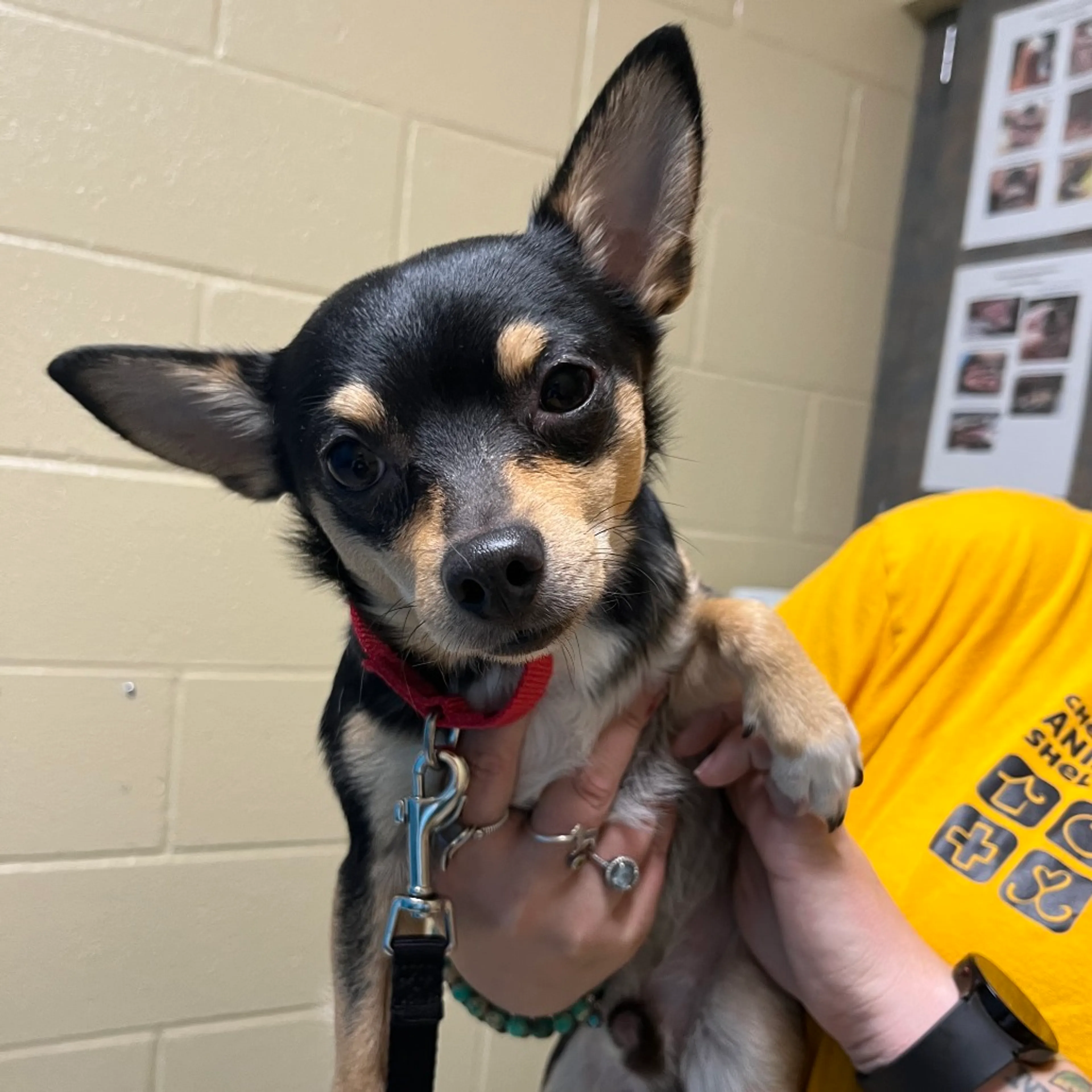Found pet