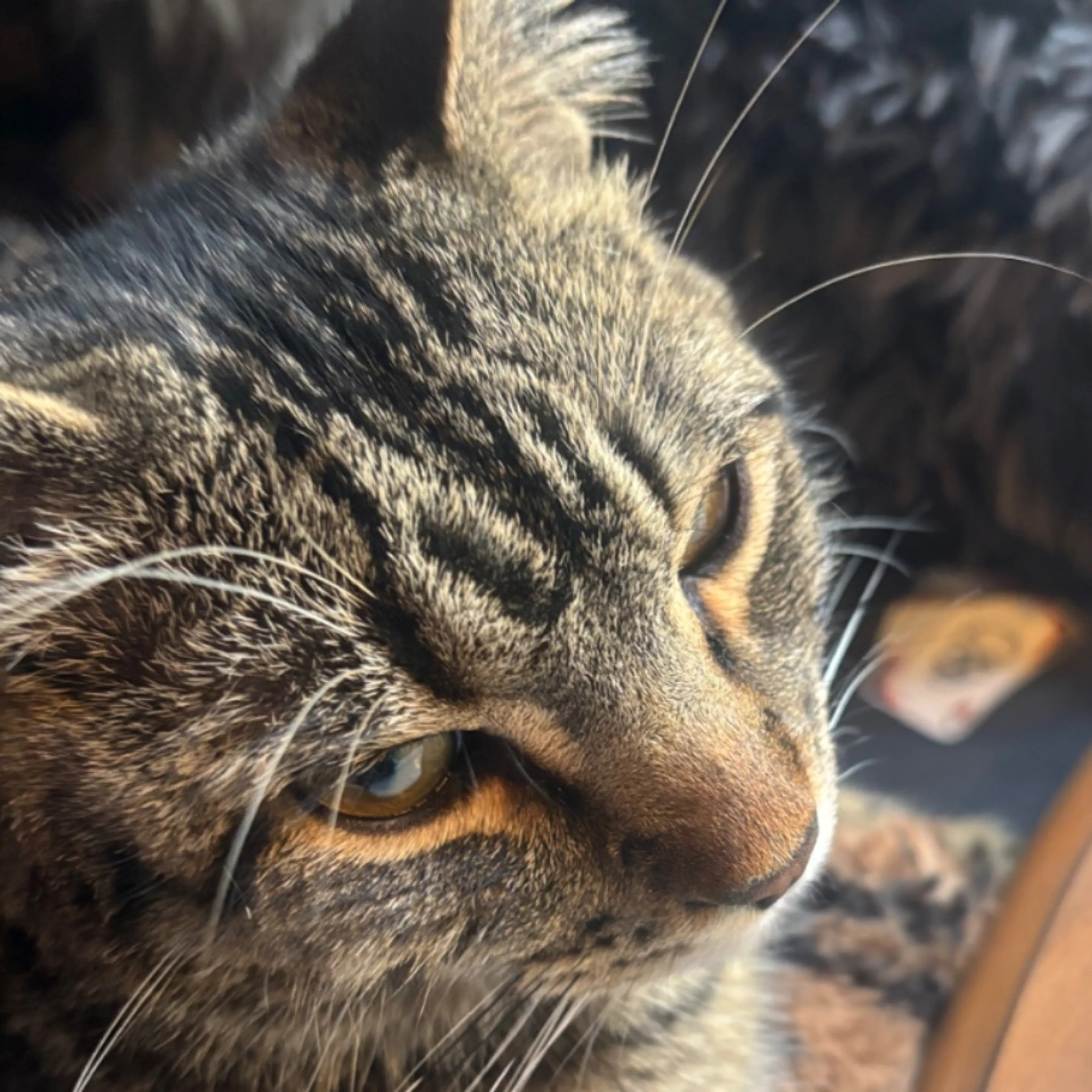 Lost pet