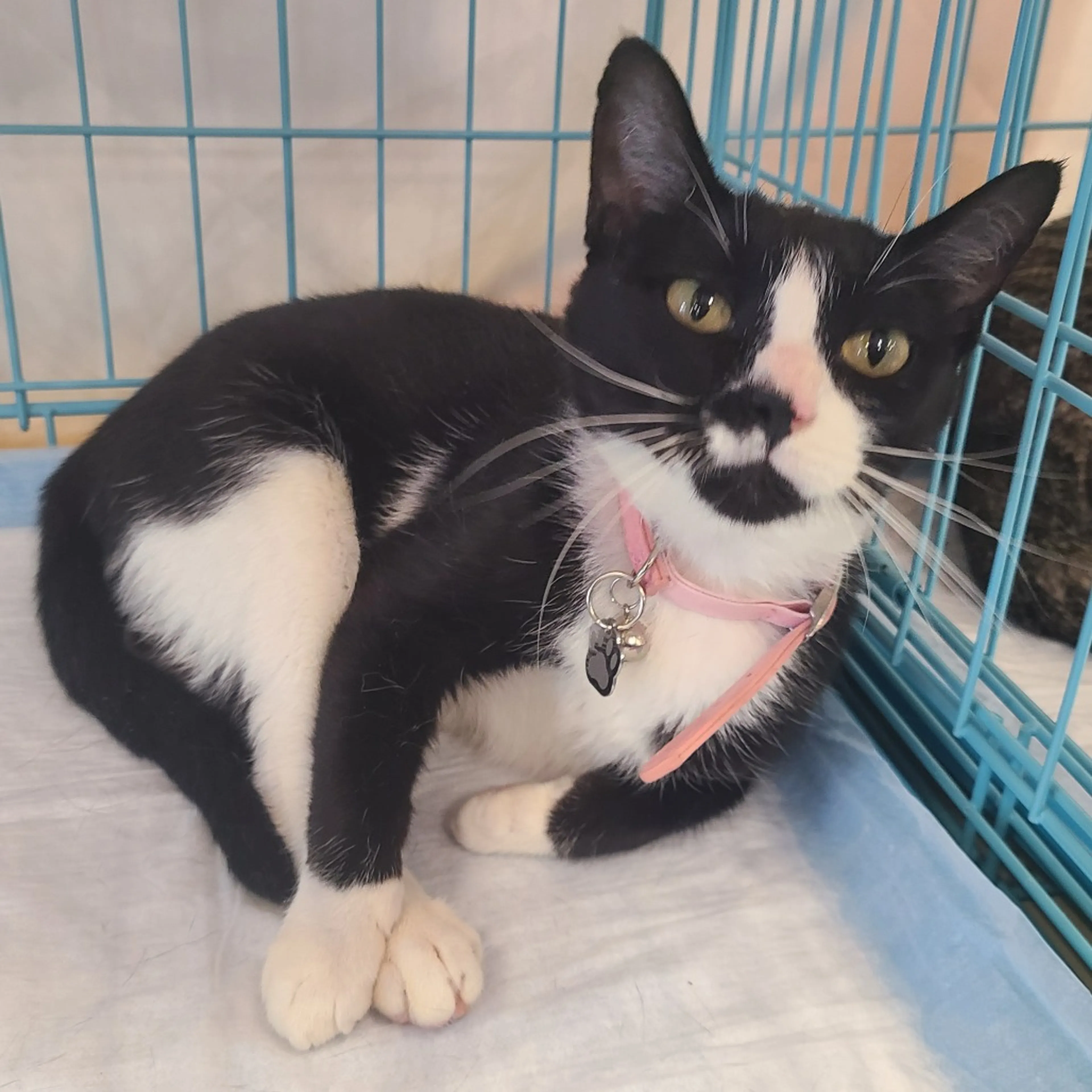 Found pet-2