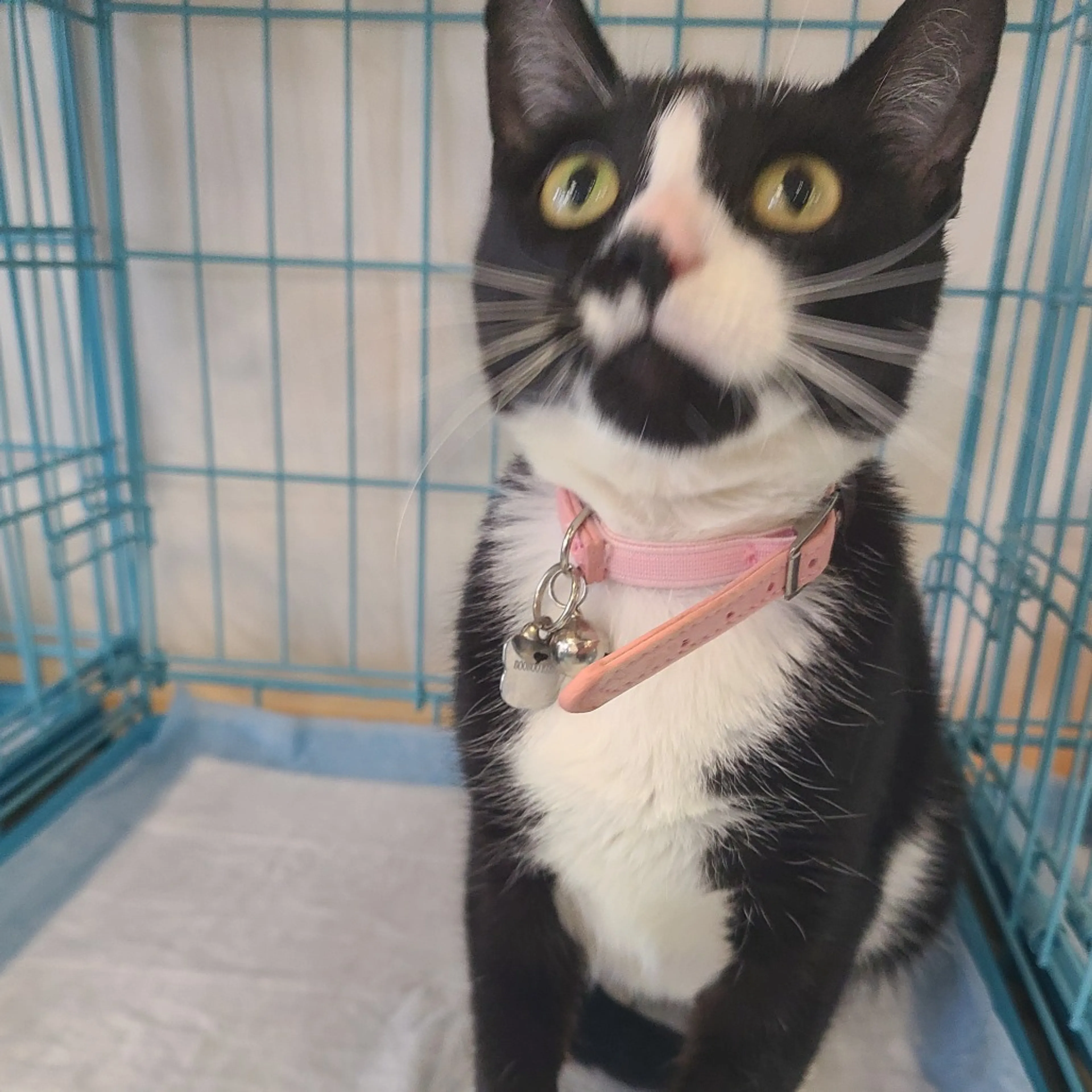 Found pet-0