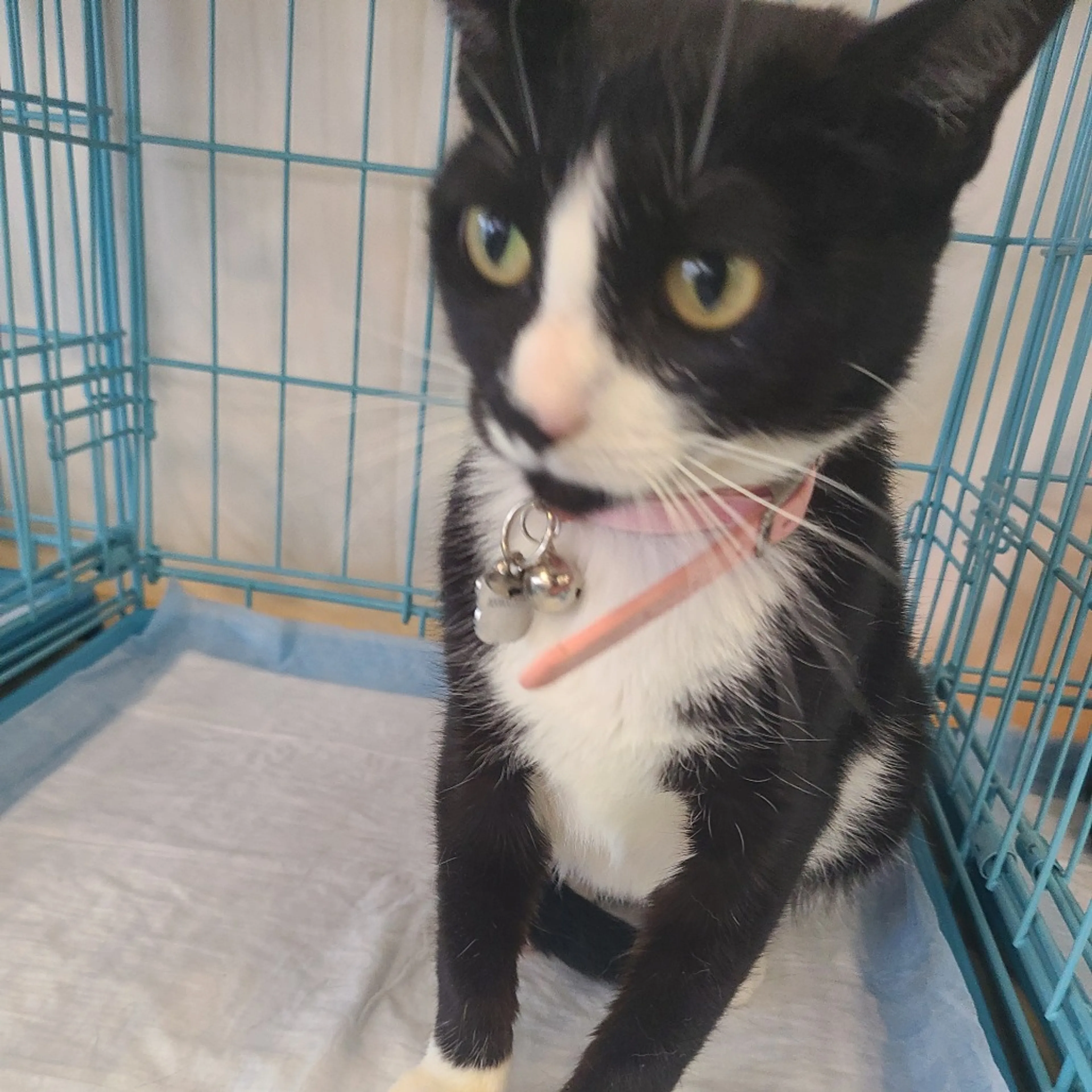 Found pet-1