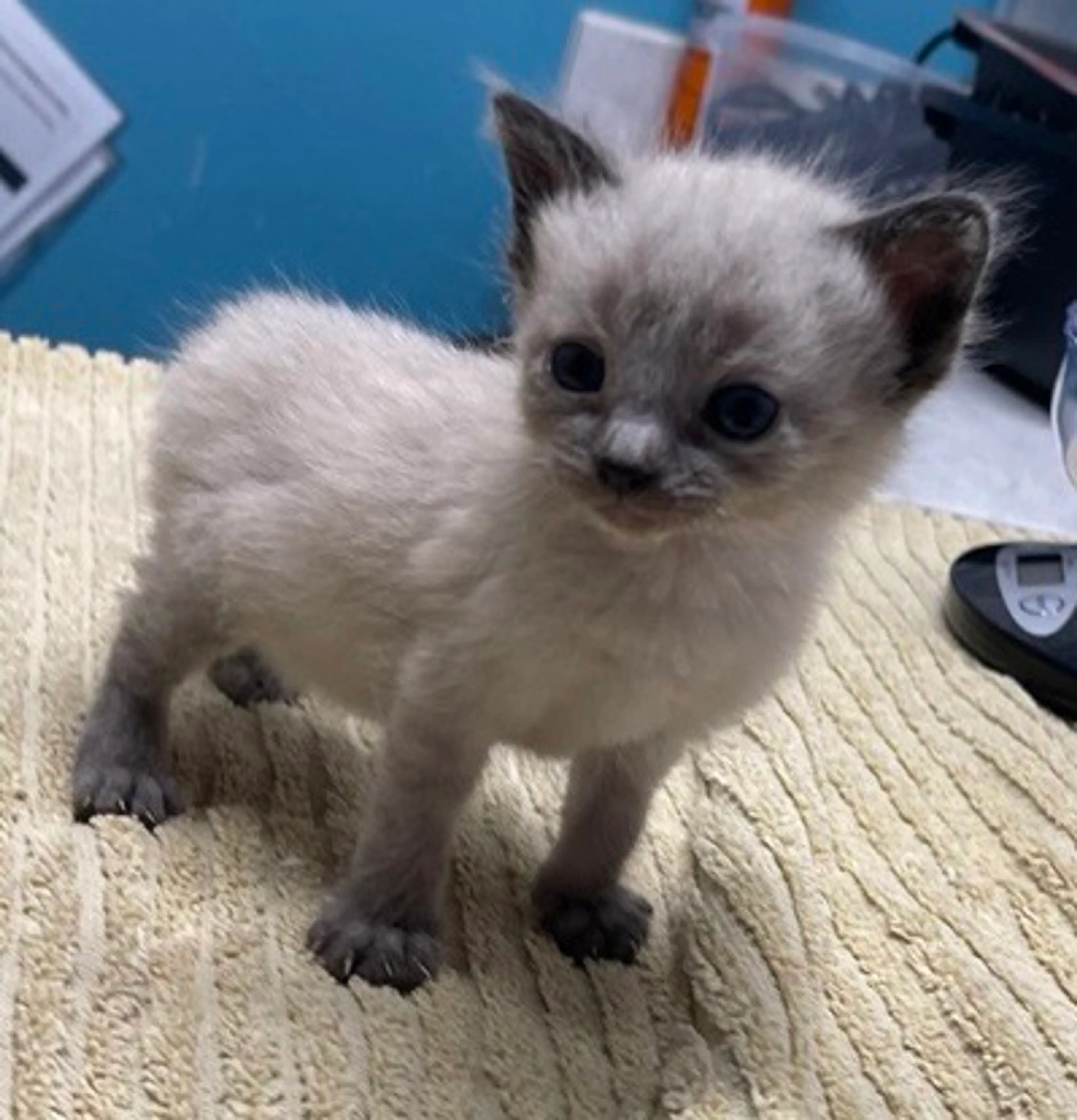 Found pet
