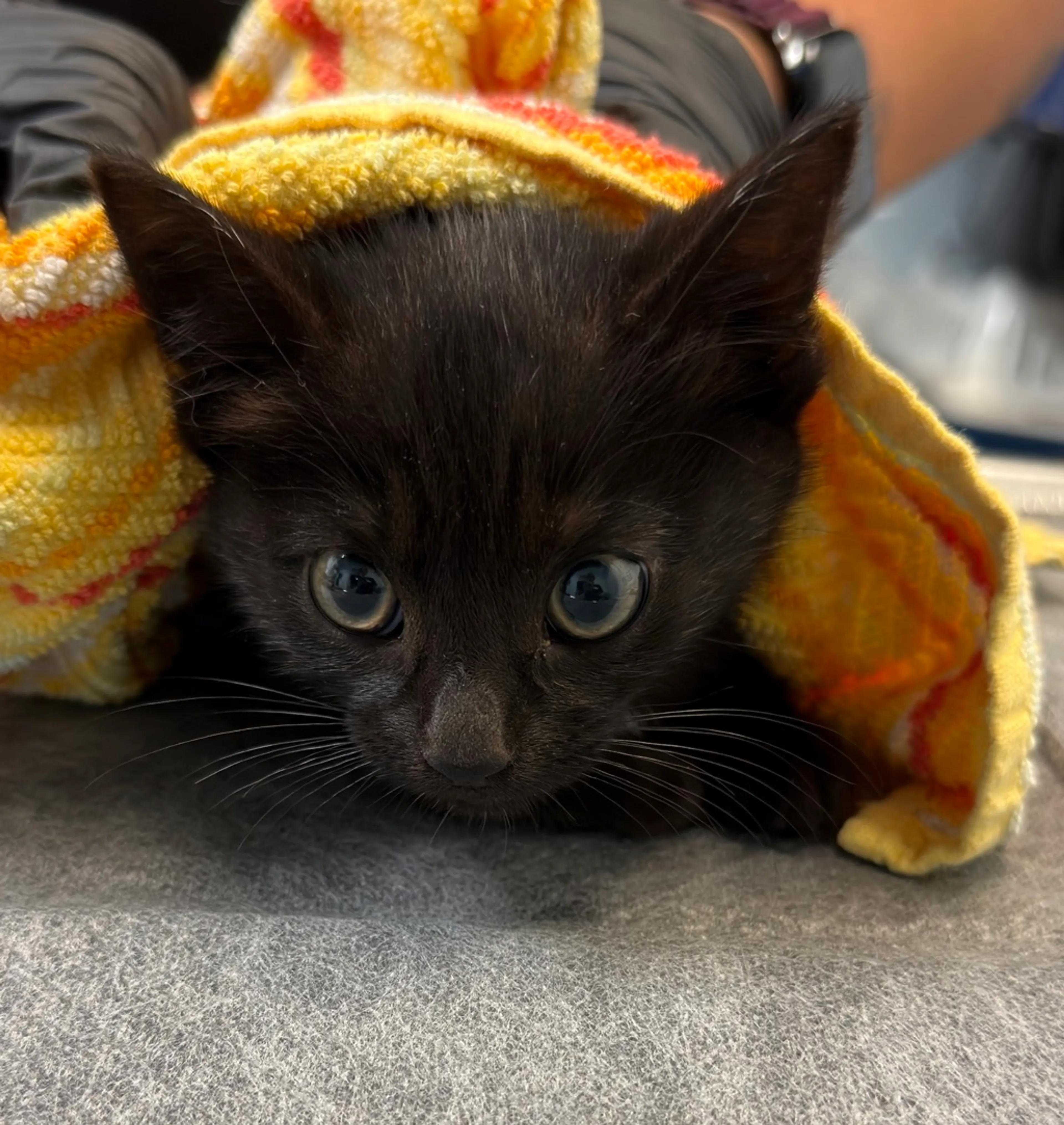 Found pet