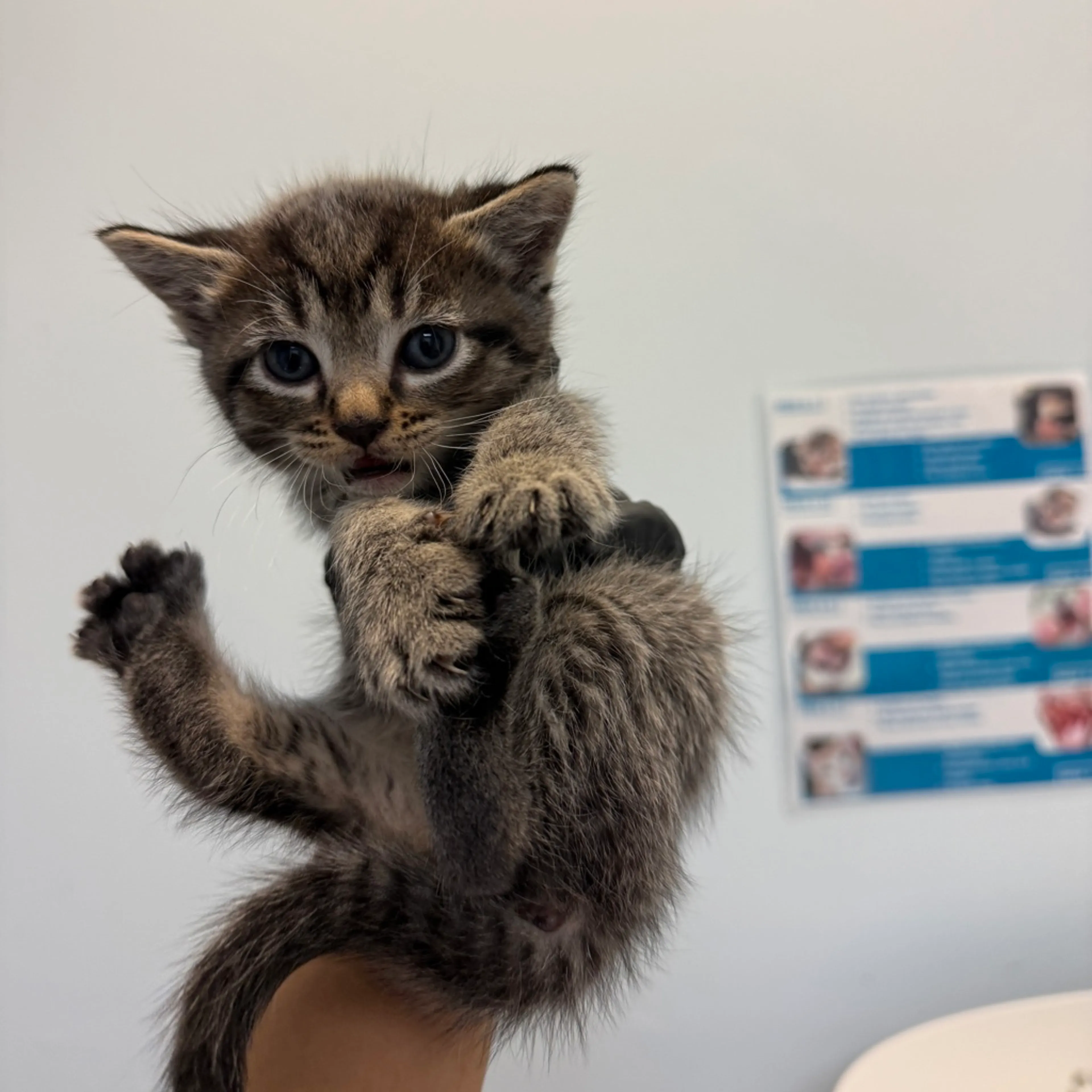 Found pet