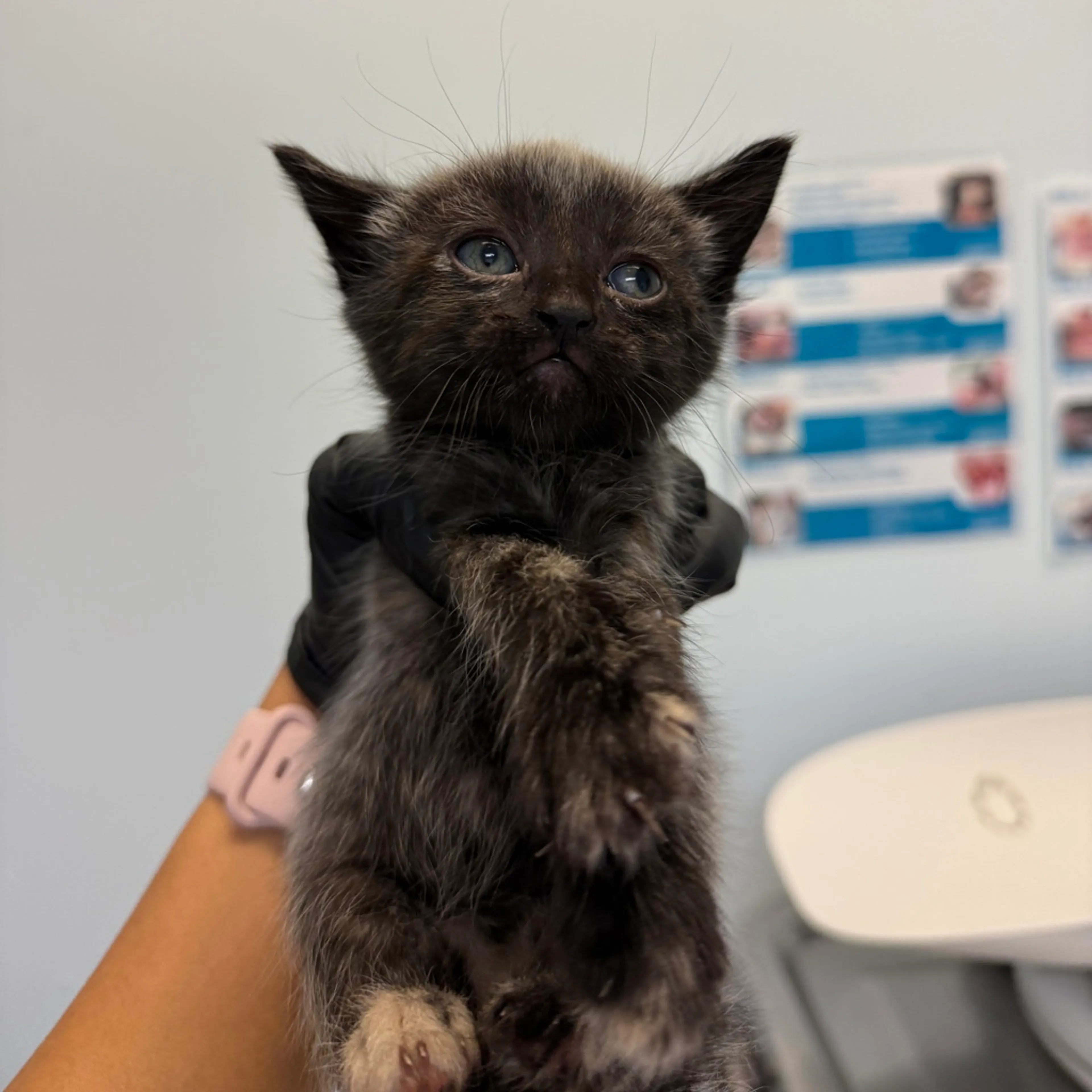 Found pet
