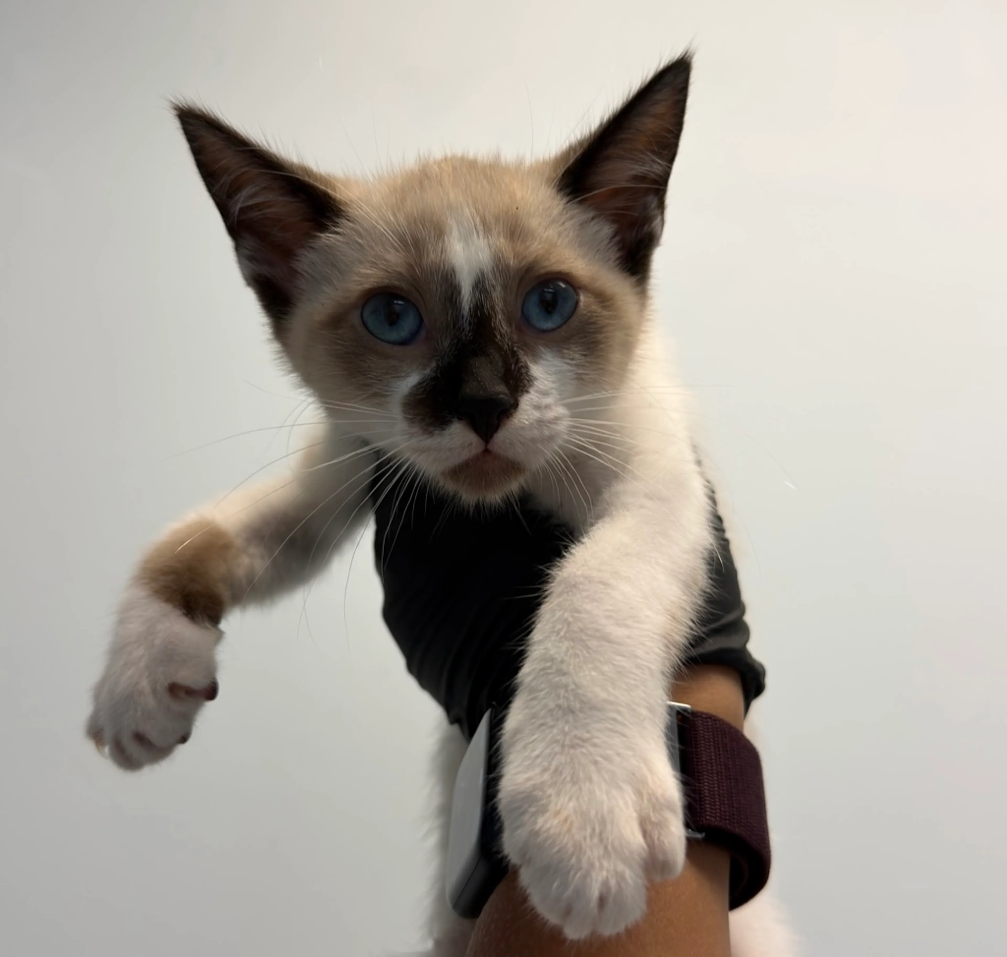 Found pet