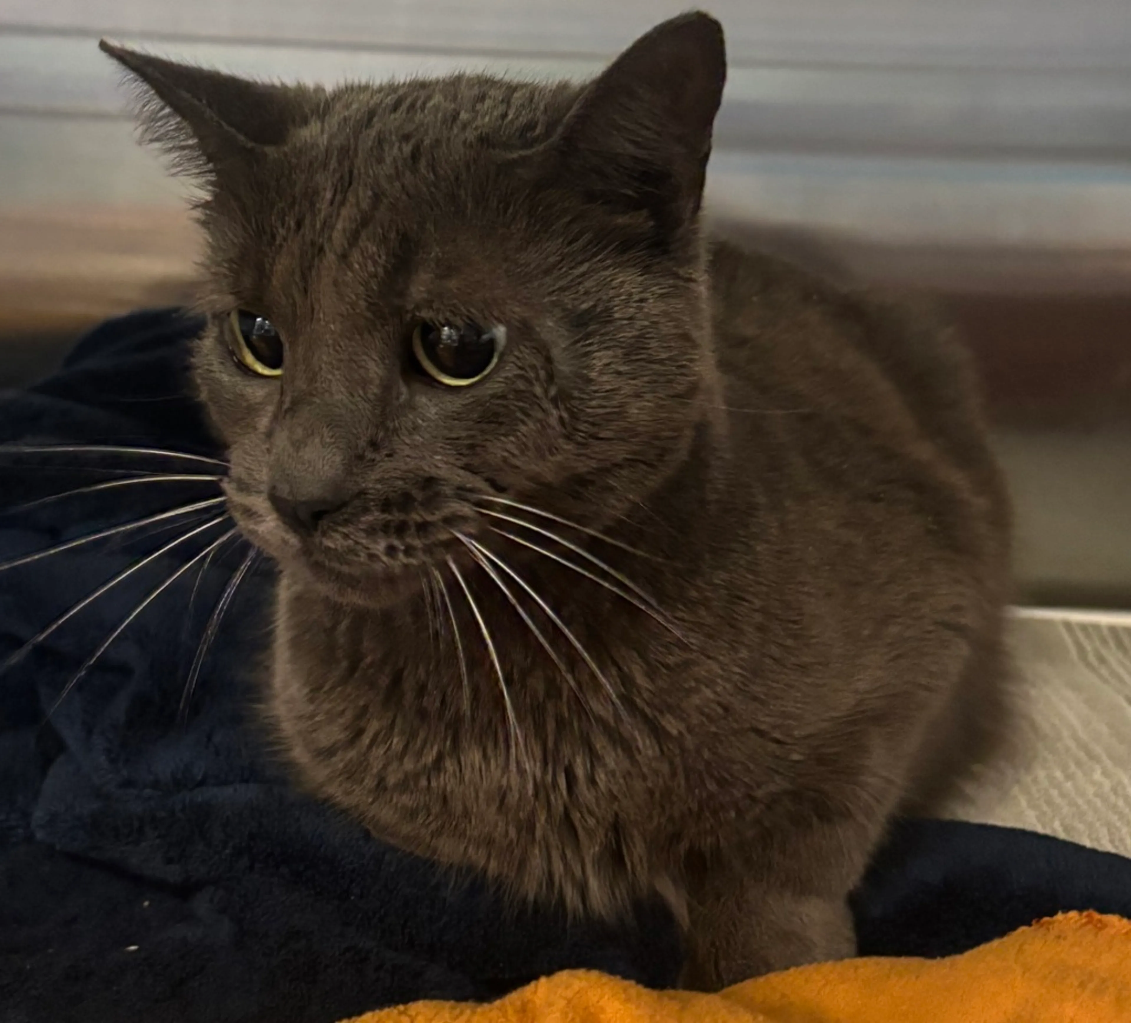 Found pet